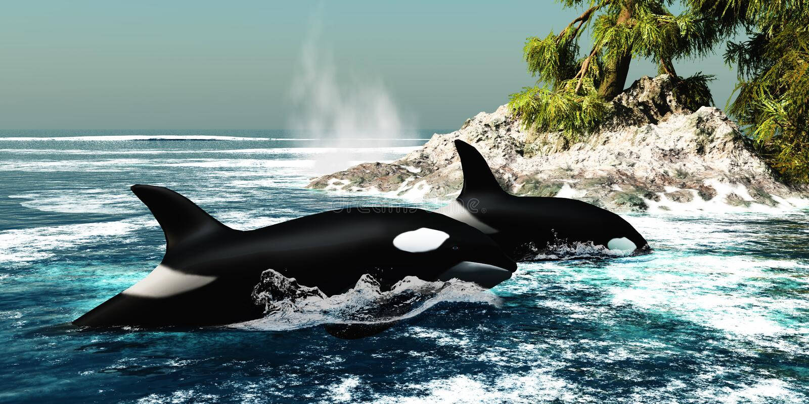 Two Orca, orcas, rocky island, HD Desktop Wallpaper