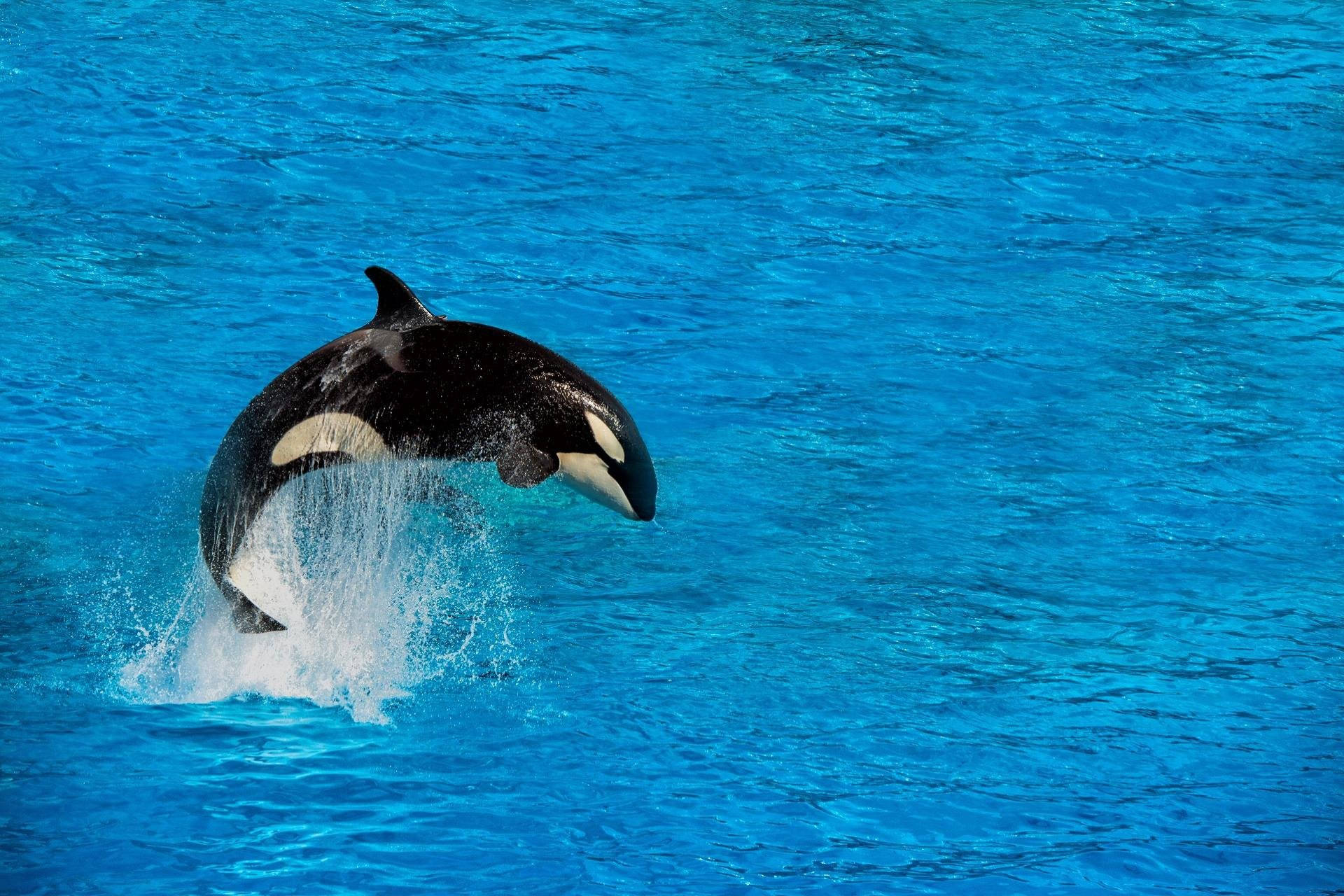 jumping orca, vivid blue aquatic backdrop, dramatic splash, Full HD Desktop Wallpaper
