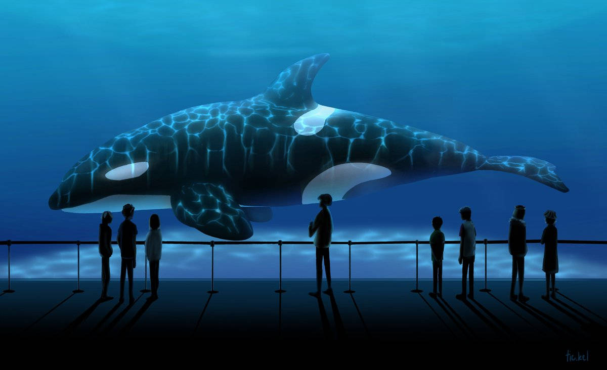 Orca, silhouetted visitors, massive orca, SD Desktop Wallpaper