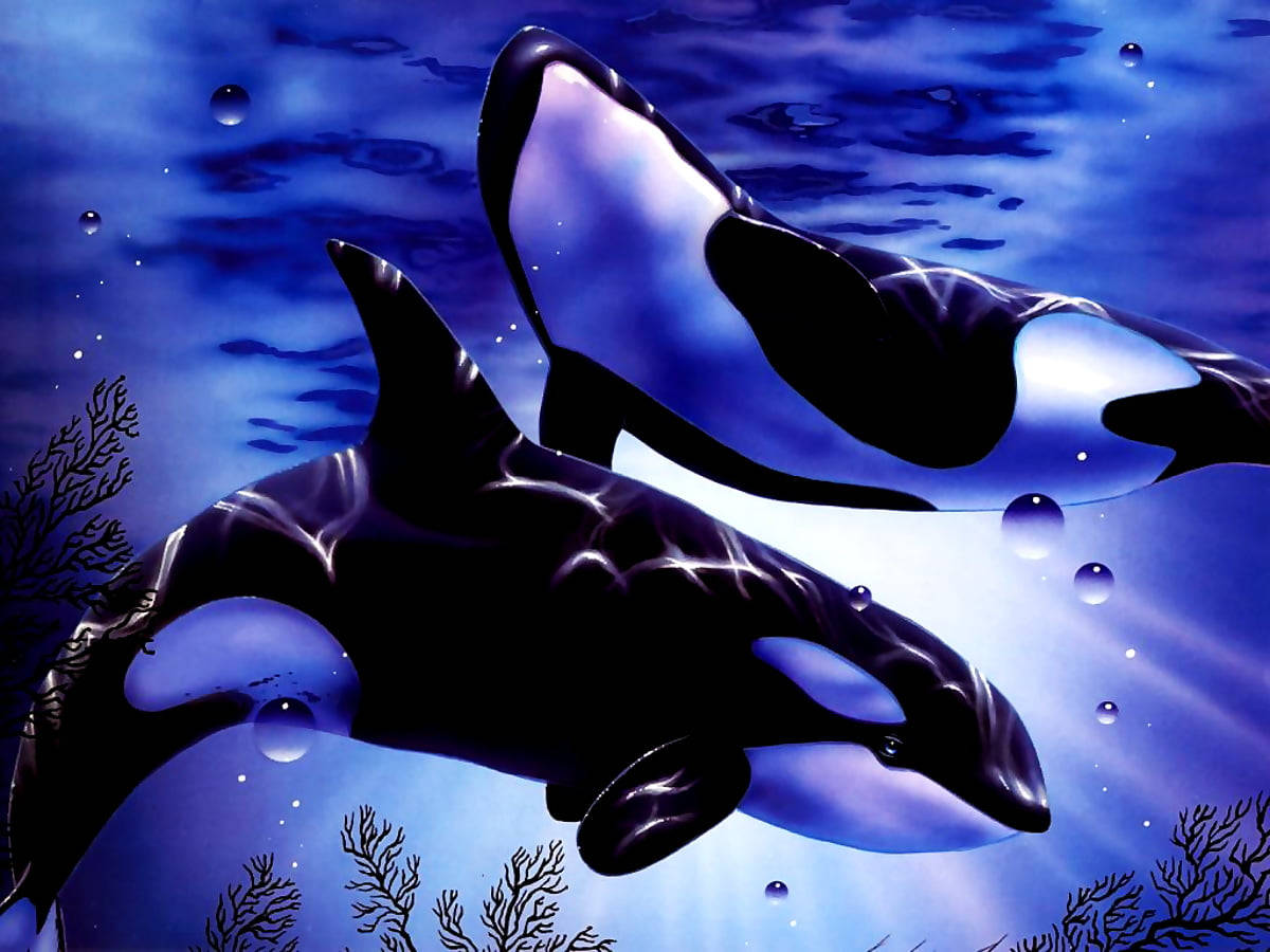 Orca, deep blue ocean waters, sunlight filtering down, SD Desktop Wallpaper