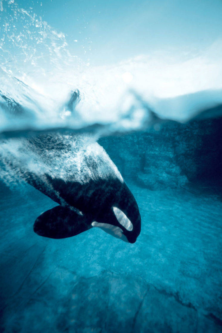 orca, icy blue water, splash, SD Phone Wallpaper