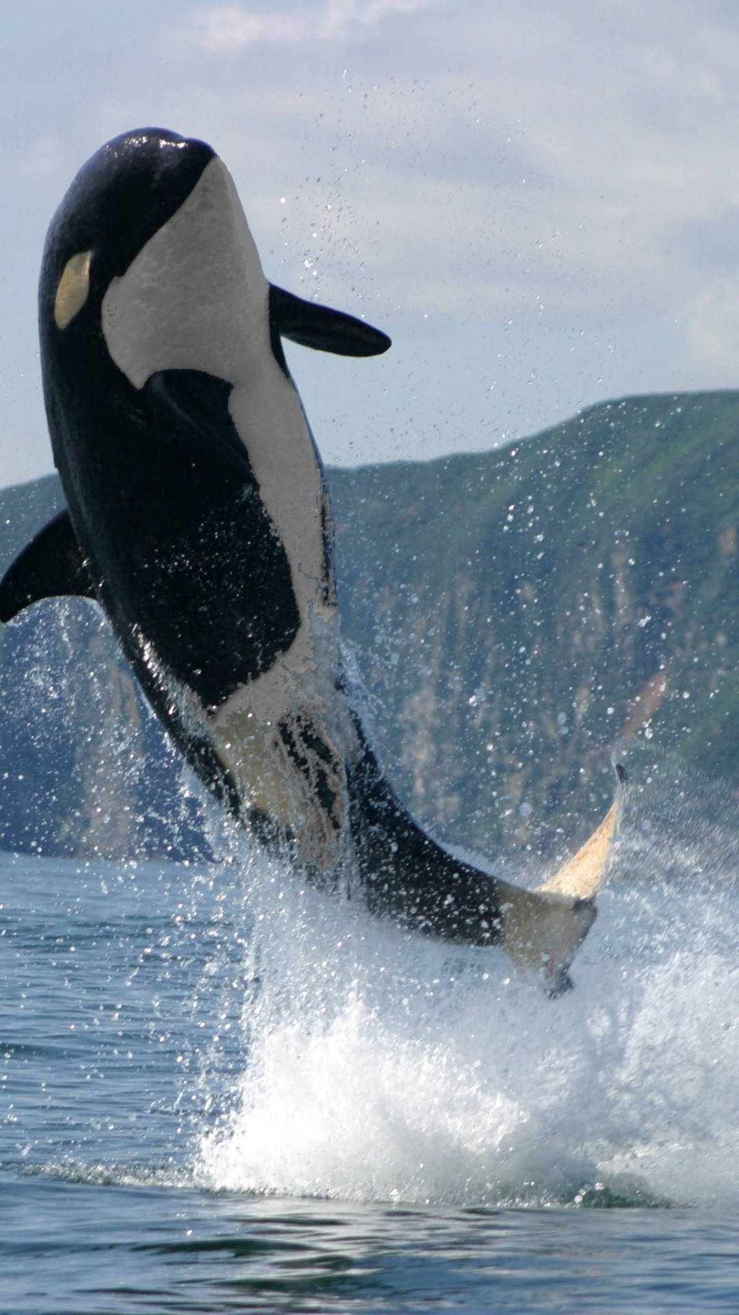 Orca, leaping, ocean, Full HD Phone Wallpaper