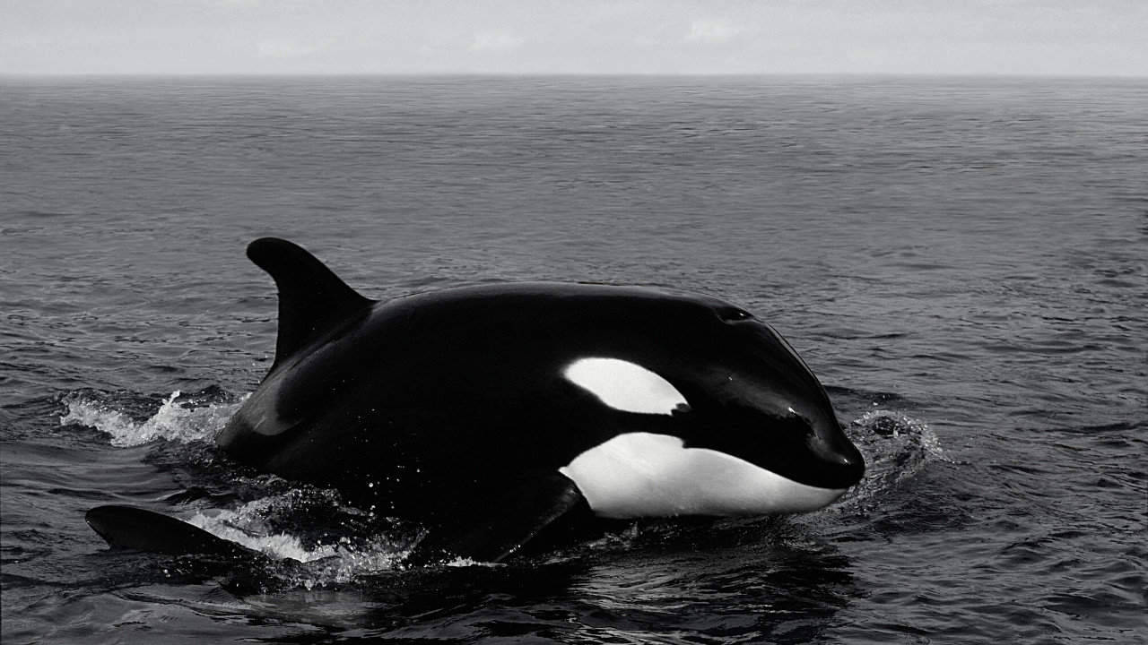 black and white orca, calm ocean surface, monochrome shot, HD Desktop Wallpaper