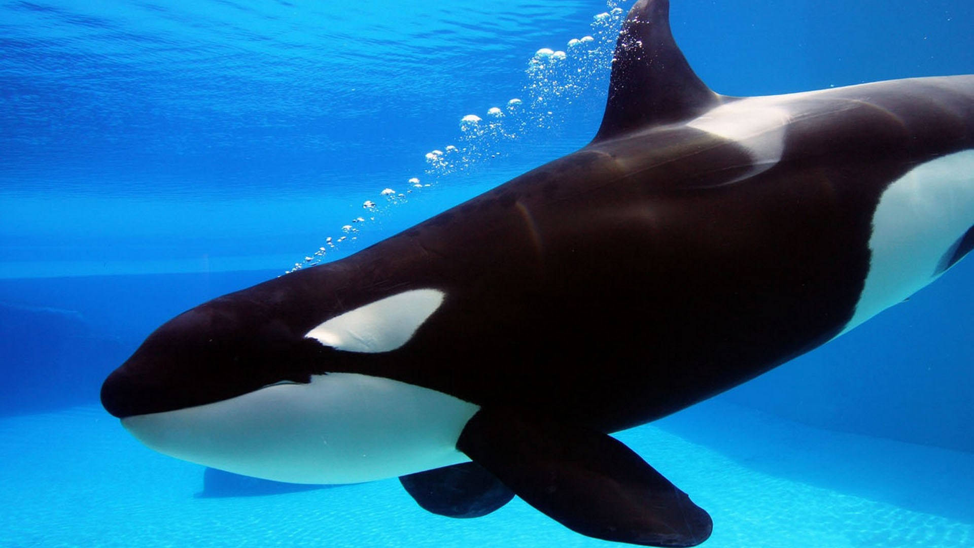 Orca, bubbles, clear blue water, Full HD Desktop Wallpaper
