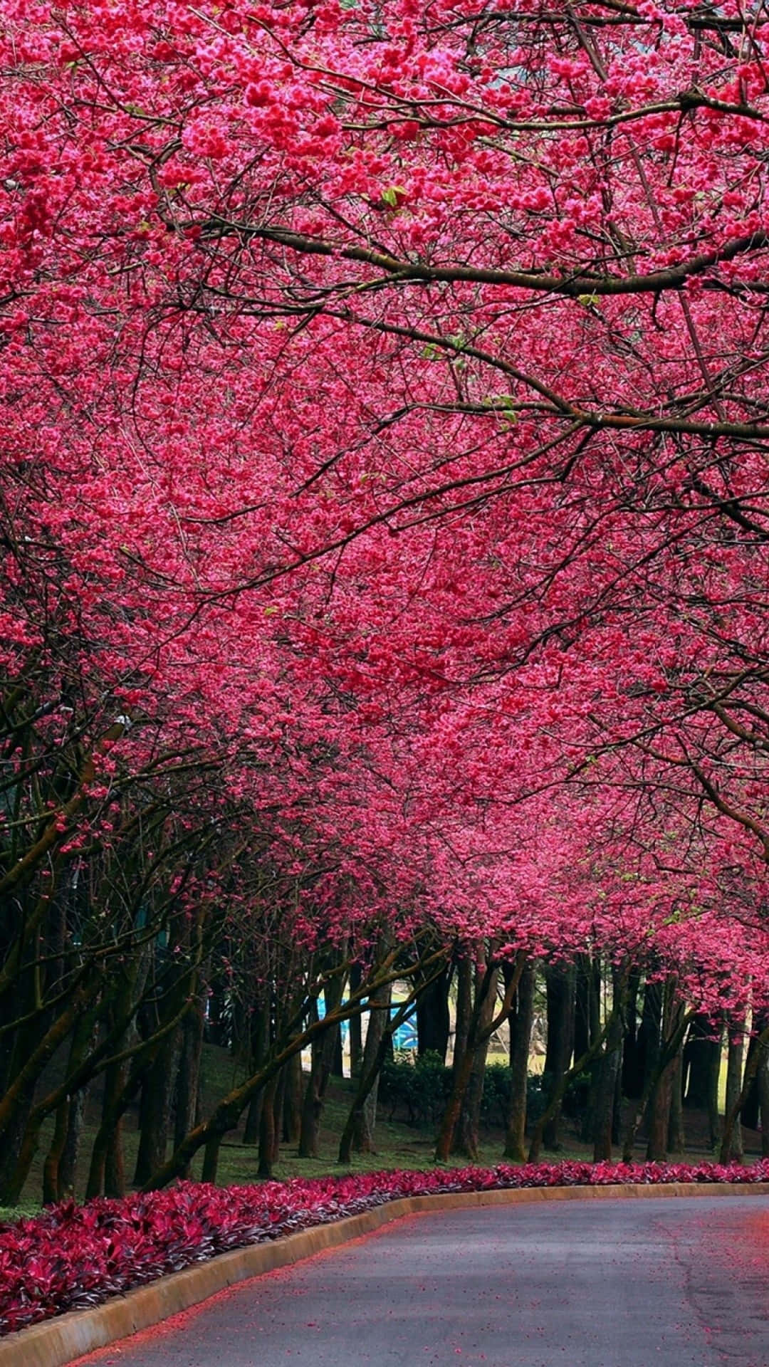 autumn pink canopy road, winding road, canopy of intensely pink cherry blossoms, Full HD Phone Wallpaper