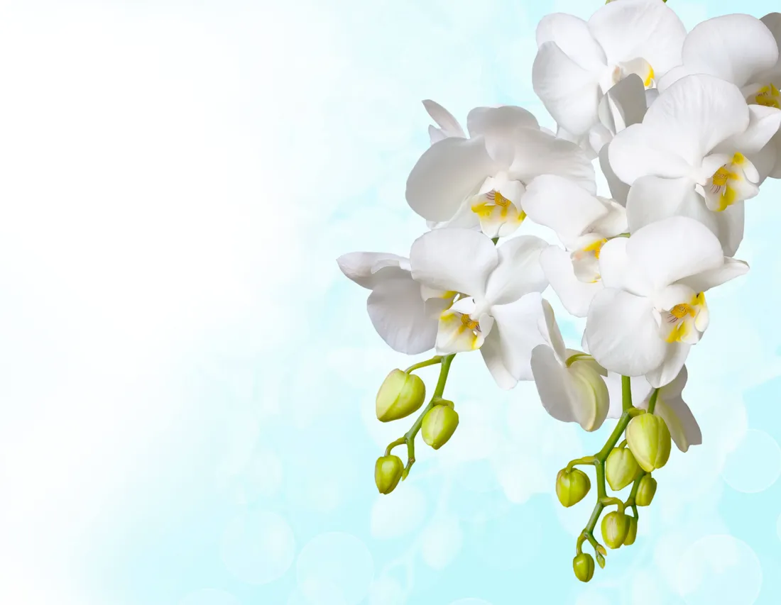 Orchid Aesthetic