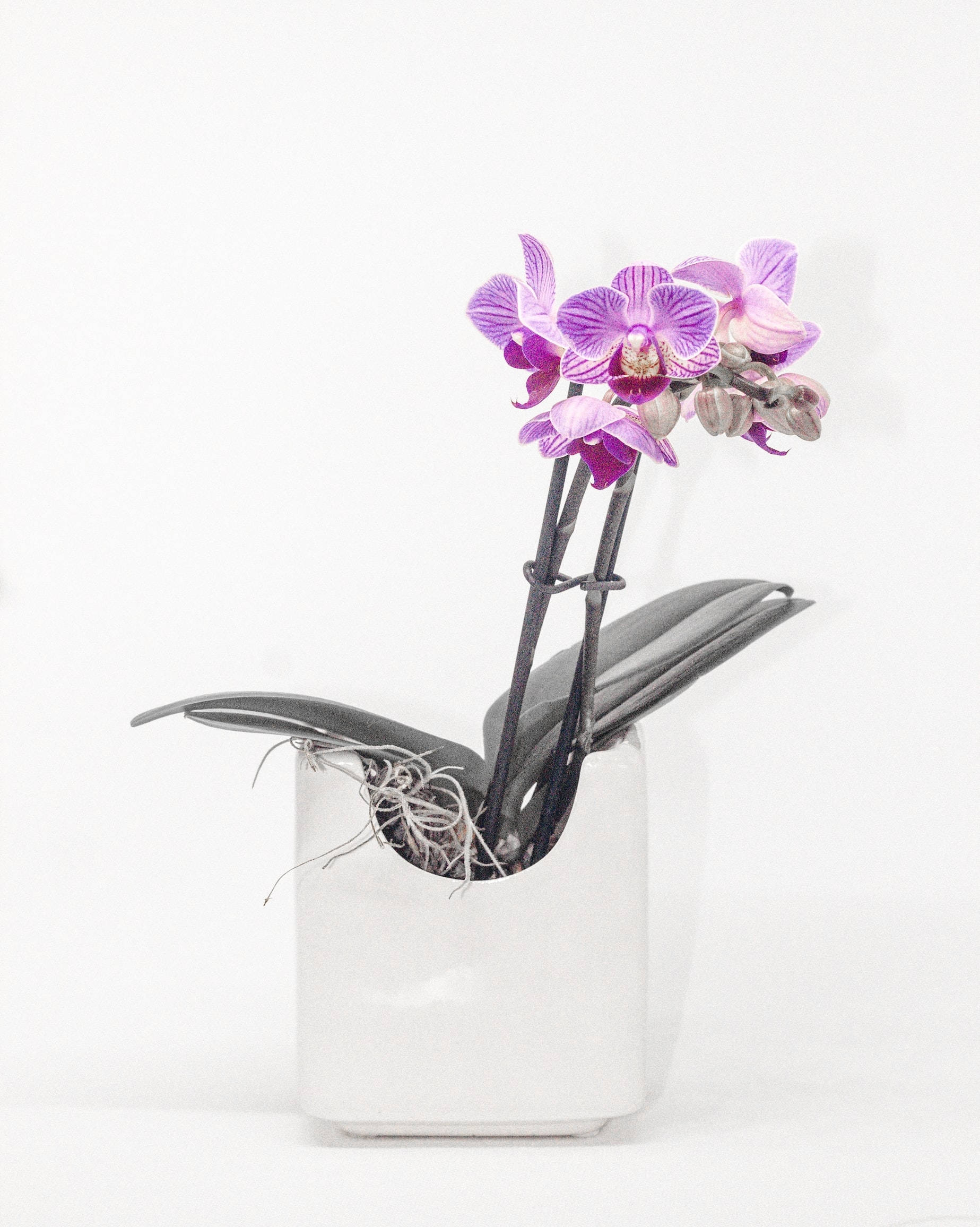 orchid purple flowers, white ceramic vase, minimalist white ceramic vase, Full HD Phone Wallpaper