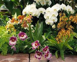 orchid flowers, white, purple, SD Desktop Wallpaper