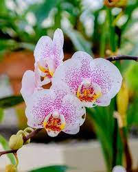 cute orchid flowers, delicate pink orchids, speckled petals, SD Phone Wallpaper