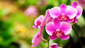 pink orchid flowers, vibrant pink, soft blurred green background, SD Desktop Wallpaper