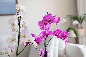 indoor orchid flowers, pink and white orchids, bright sunlit living room, SD Desktop Wallpaper