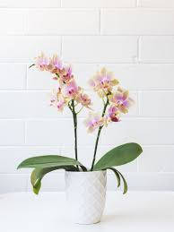 orchid flowers, pink orchid, white textured vase, SD Phone Wallpaper