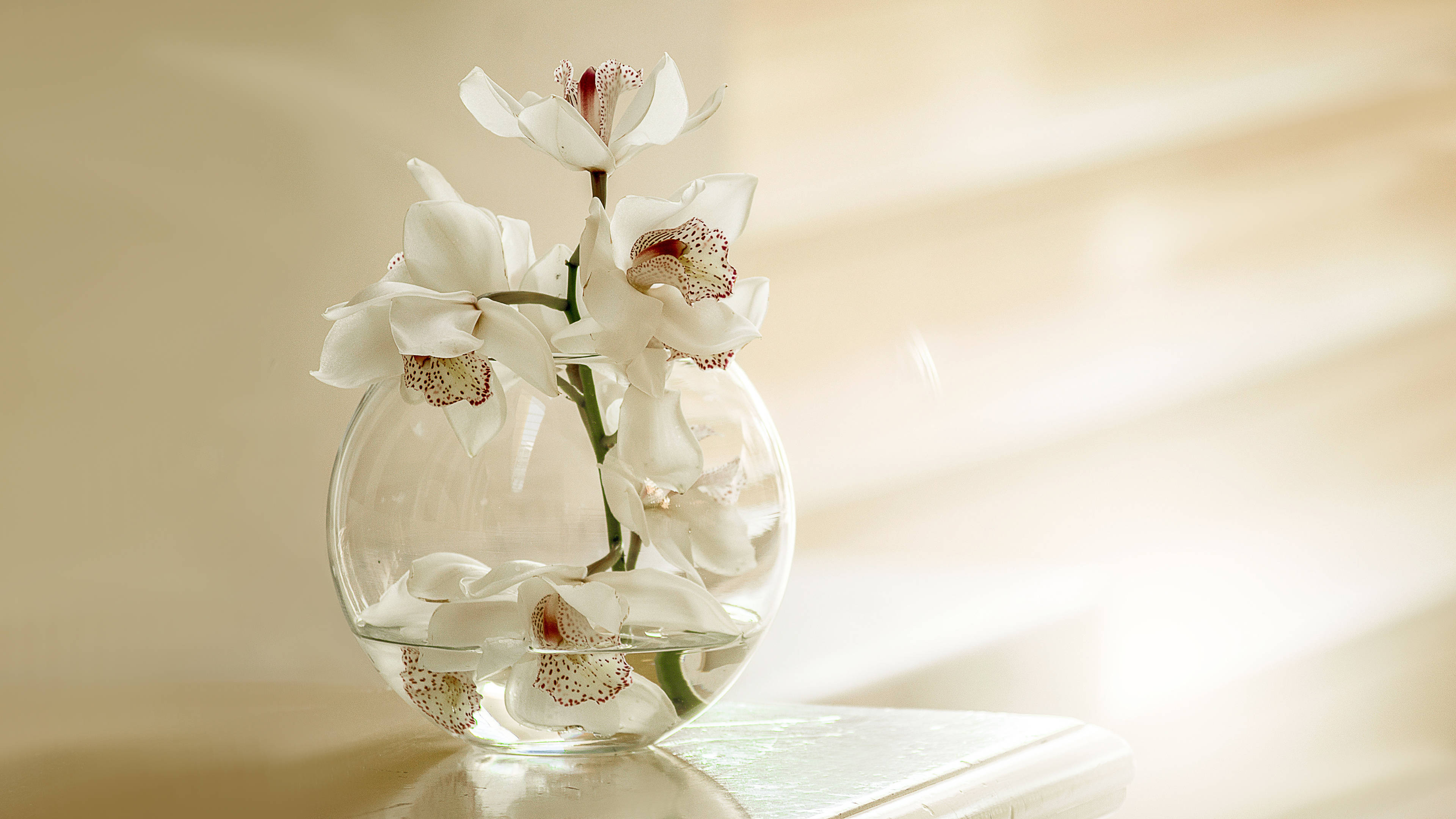 white orchids, round glass vase, water, 4K Desktop Wallpaper
