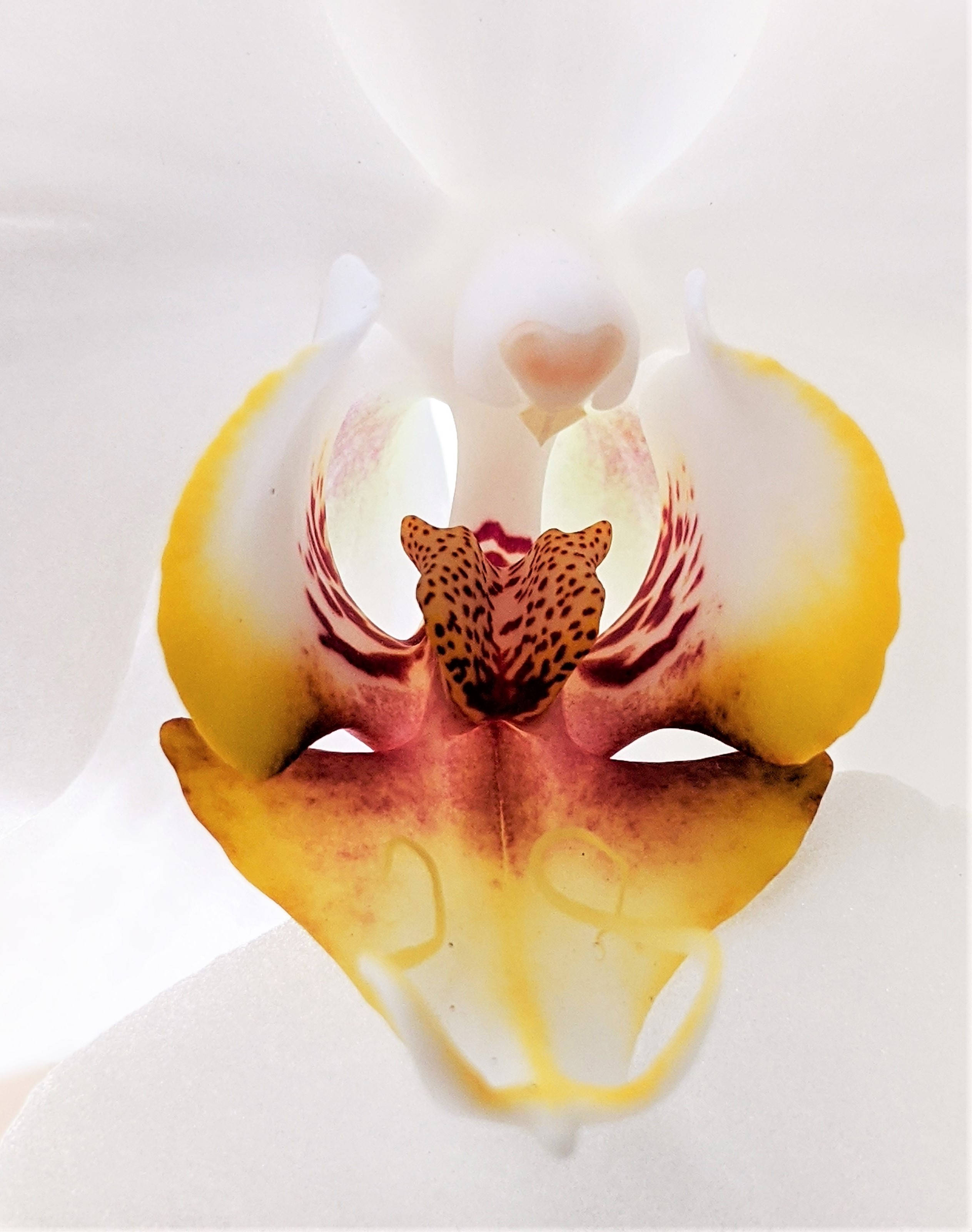 orchid, yellow sepals, white, 2K Phone Wallpaper