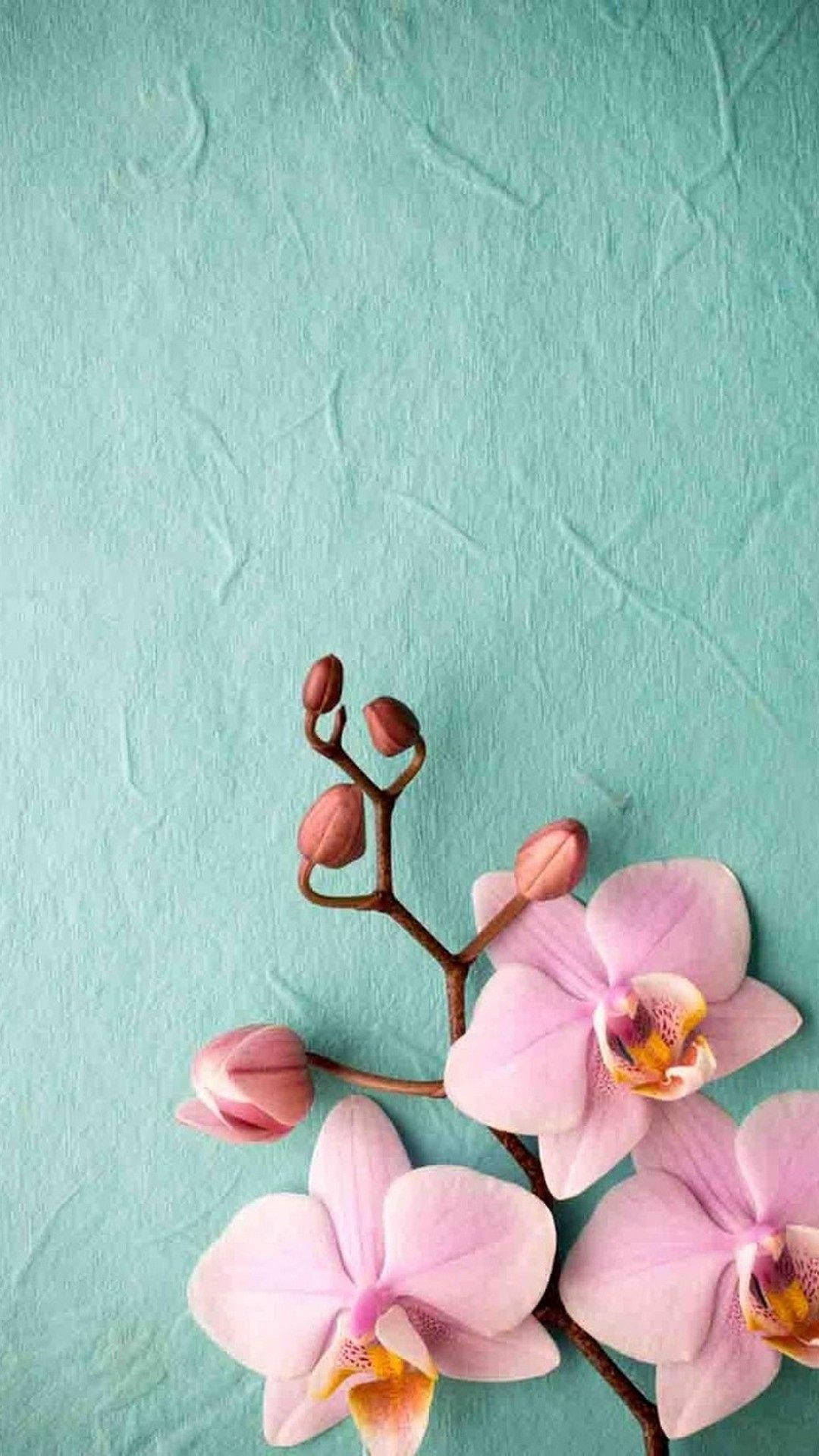 Orchid Cell Phone Image, pink orchids, textured teal background, Full HD Phone Wallpaper