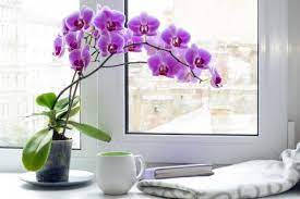 violet orchid, sleek vase, white mug, SD Desktop Wallpaper