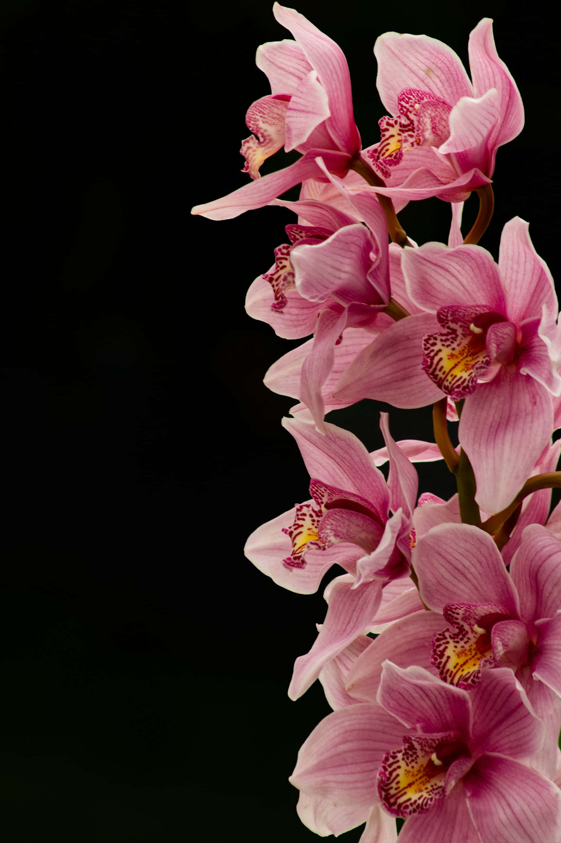 pink orchids, speckled centers, stark black background, 2K Phone Wallpaper