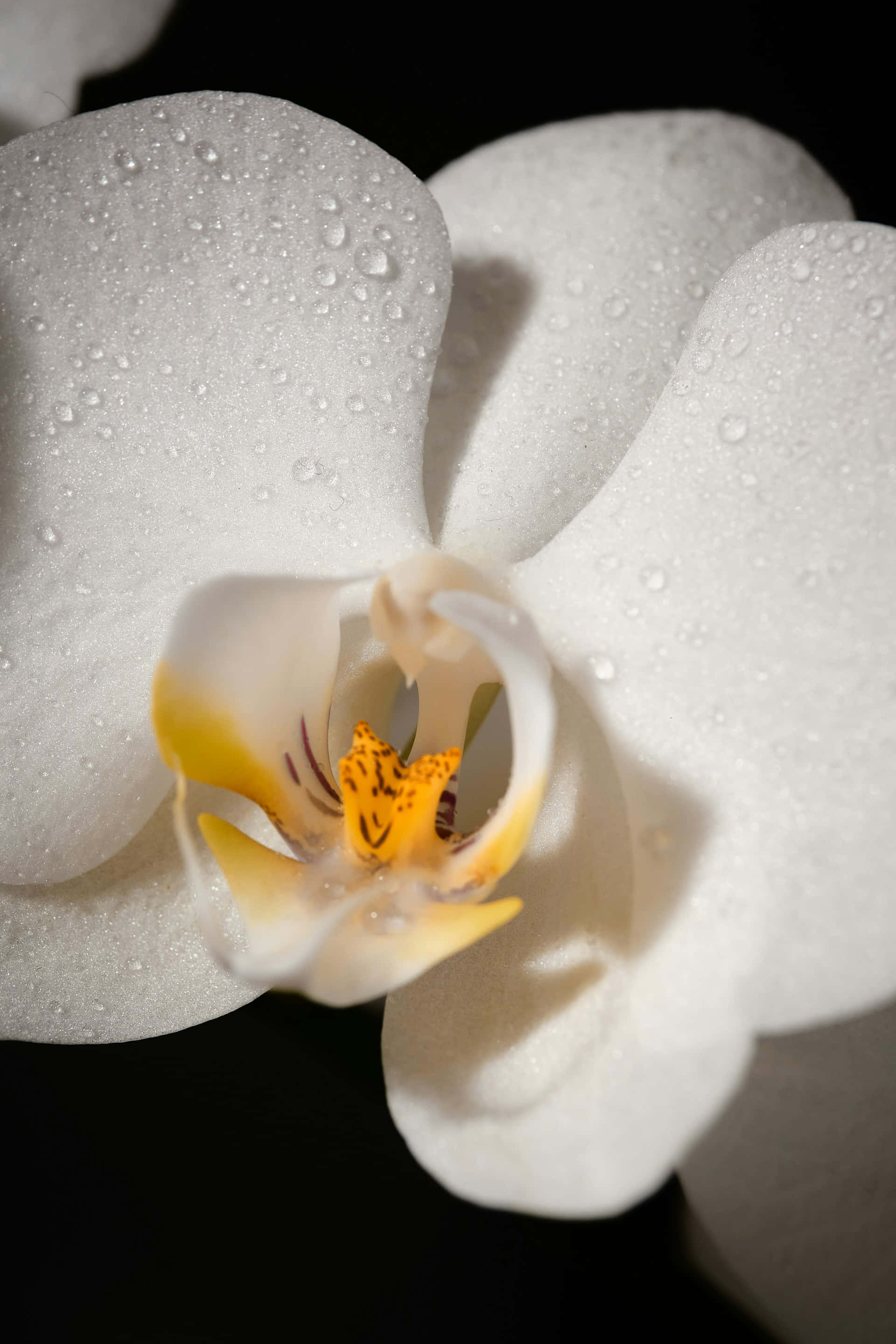 white orchid, dew drops, black background, 2K Phone Wallpaper