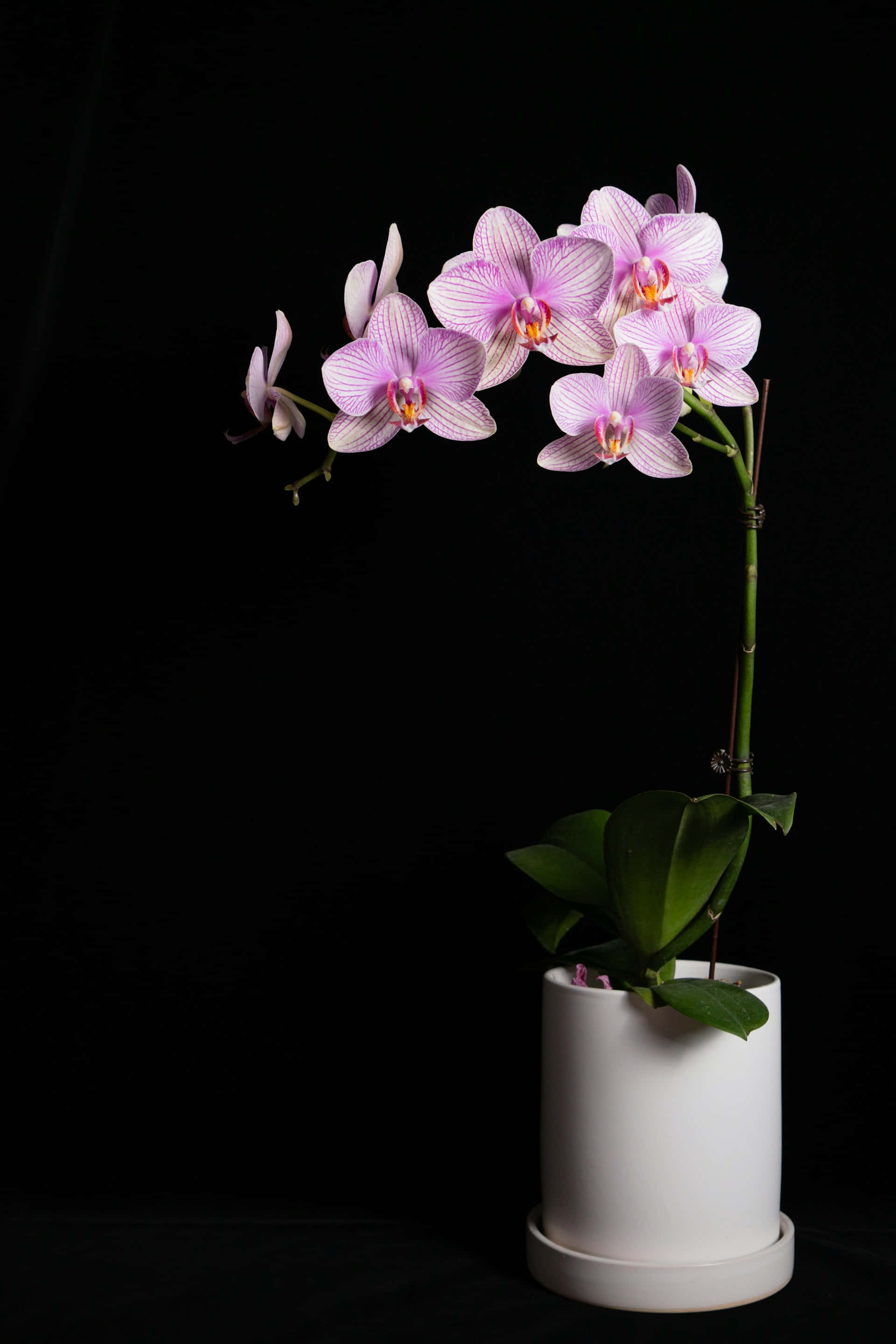 light purple orchids, delicate stripes, white ceramic pot, 2K Phone Wallpaper