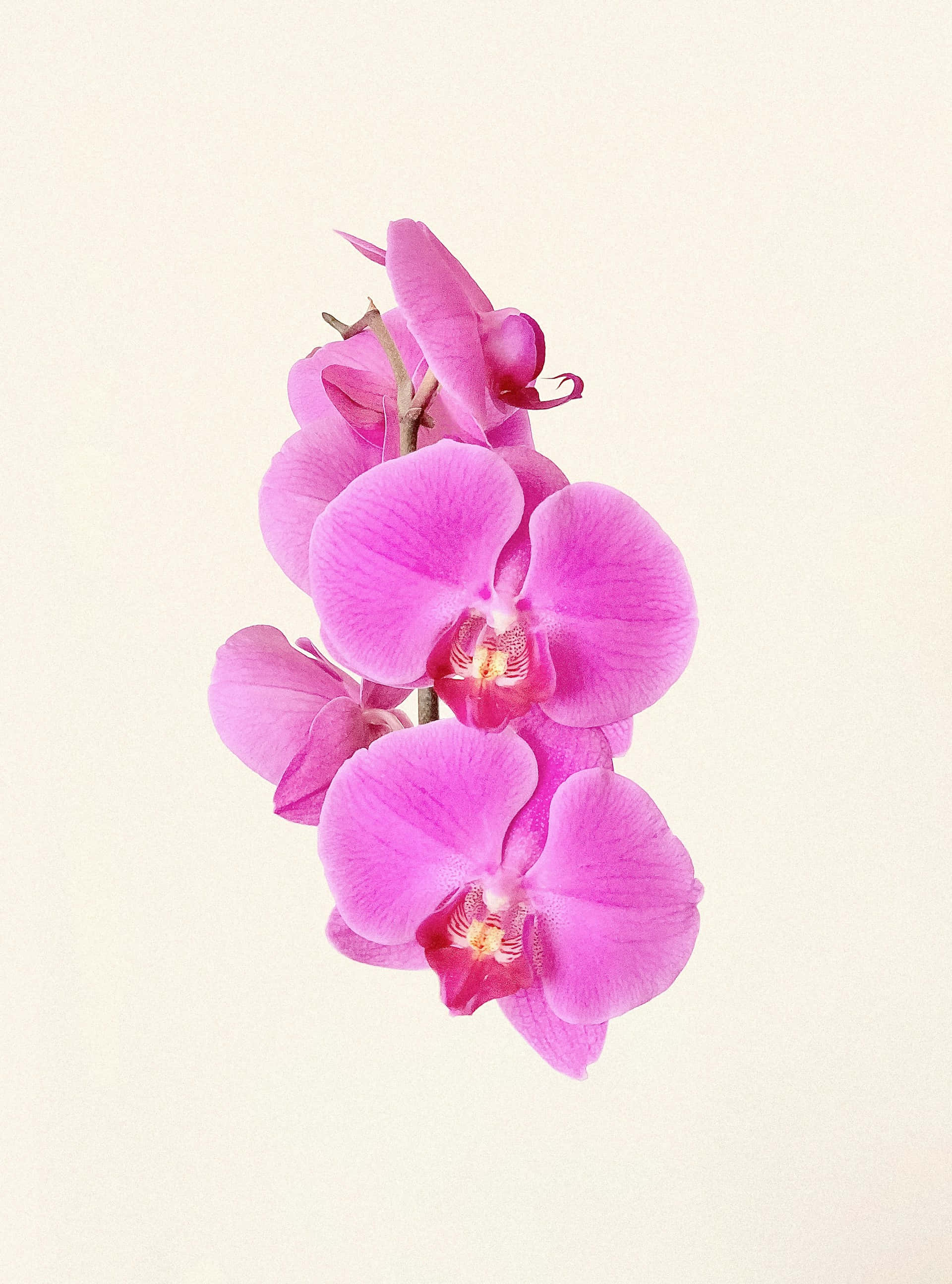 vibrant pink orchid flowers, delicate petals, yellow centers, 2K Phone Wallpaper