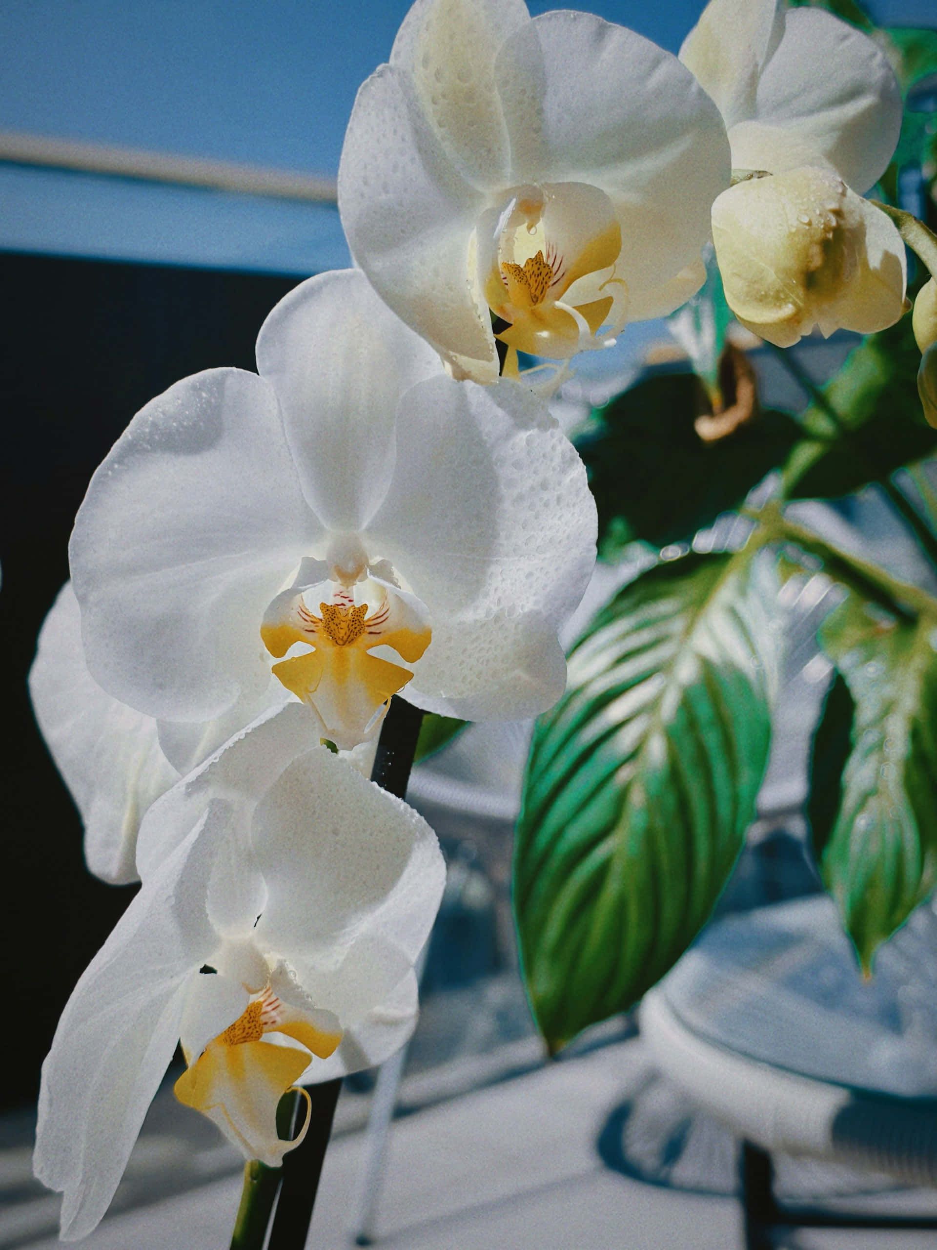 white orchids, yellow centers, blue sky, 2K Phone Wallpaper