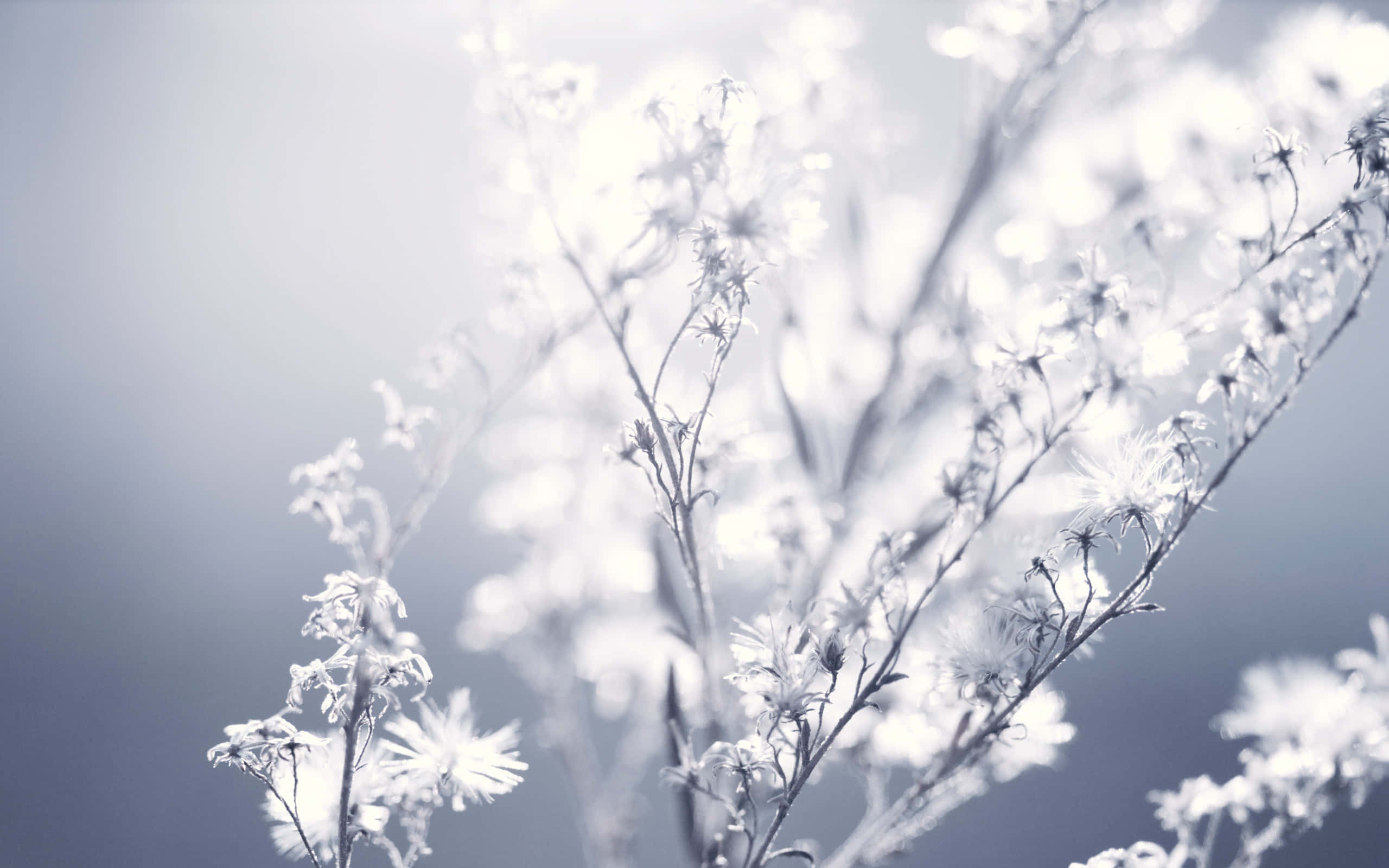 frost-covered wildflowers, cool blue gradient sky, serene winter scene, 2K Desktop Wallpaper