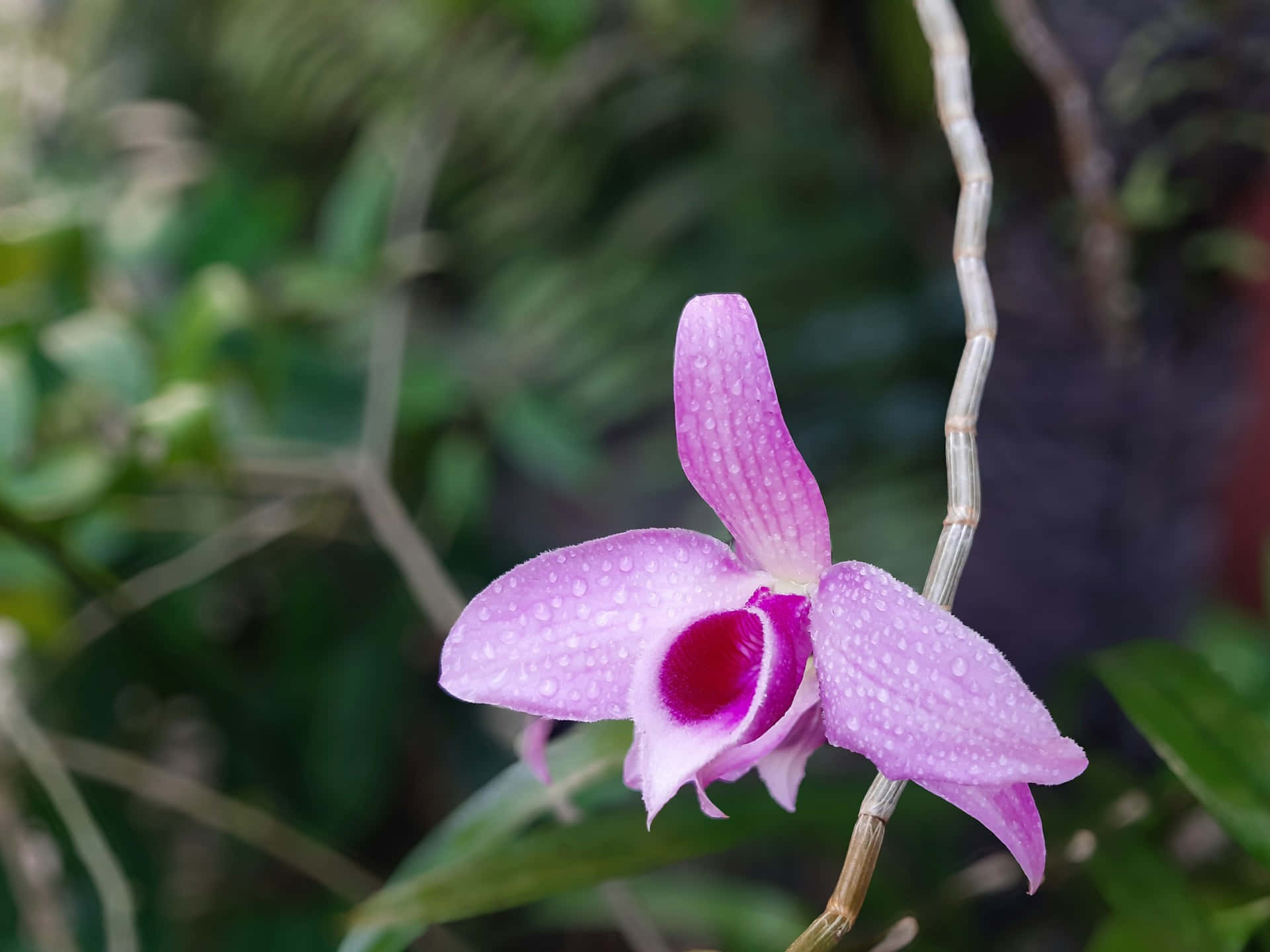 dew kissed purple orchid, pink orchid, dew drops, Full HD Desktop Wallpaper