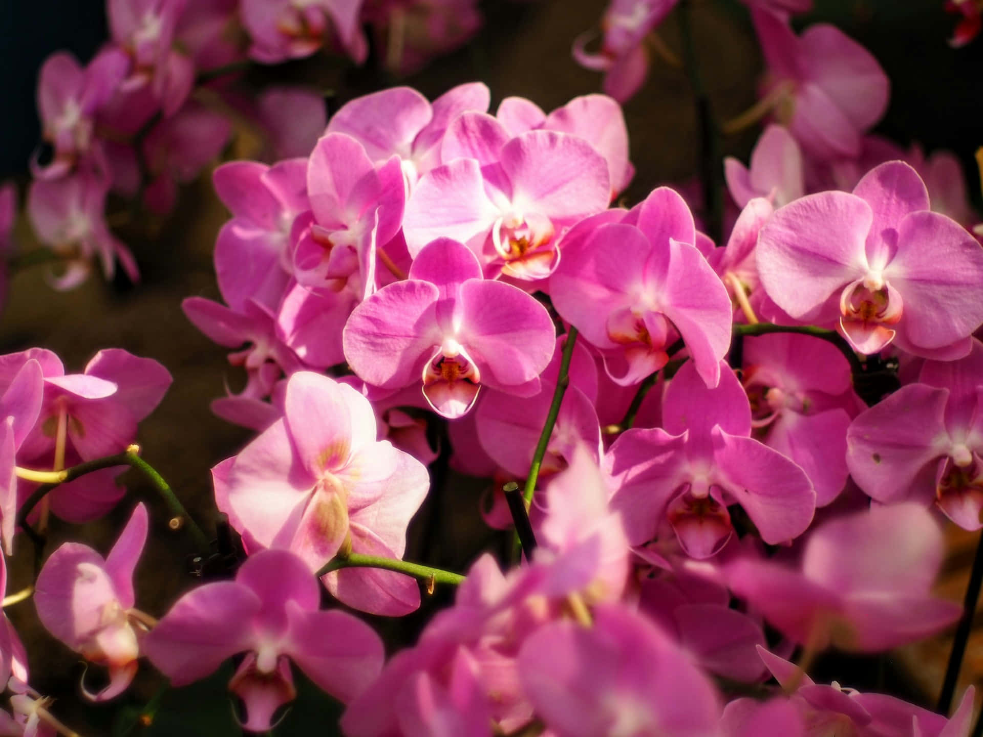 vibrant pink orchids, soft sunlight, delicate petals, Full HD Desktop Wallpaper