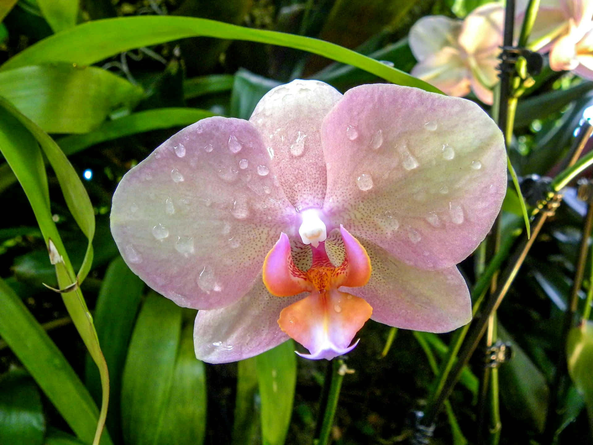 dew kissed orchid bloom, delicate pink orchid, dew drops, Full HD Desktop Wallpaper