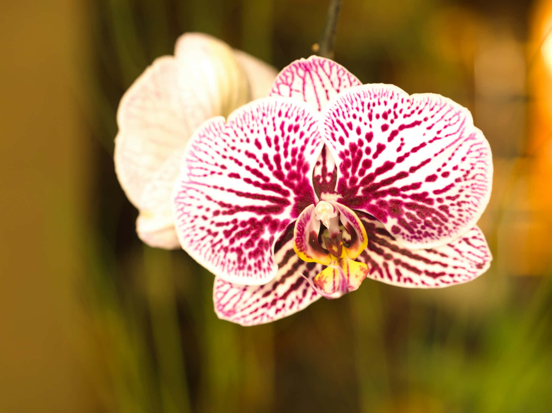white orchid, deep magenta speckles, streaks on its petals, Full HD Desktop Wallpaper