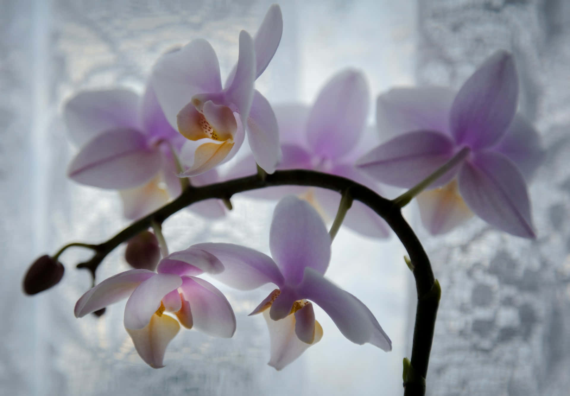 elegant orchid, frosted glass, soft lavender orchids, Full HD Desktop Wallpaper
