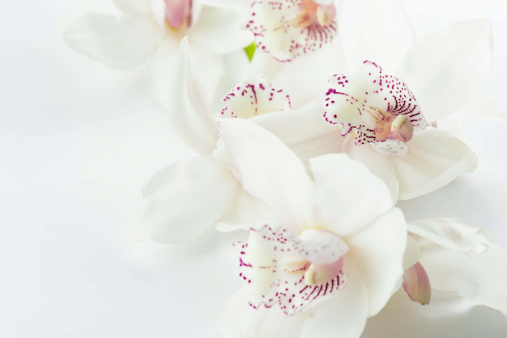 white orchids, delicate pink speckles, pure white background, Full HD Desktop Wallpaper