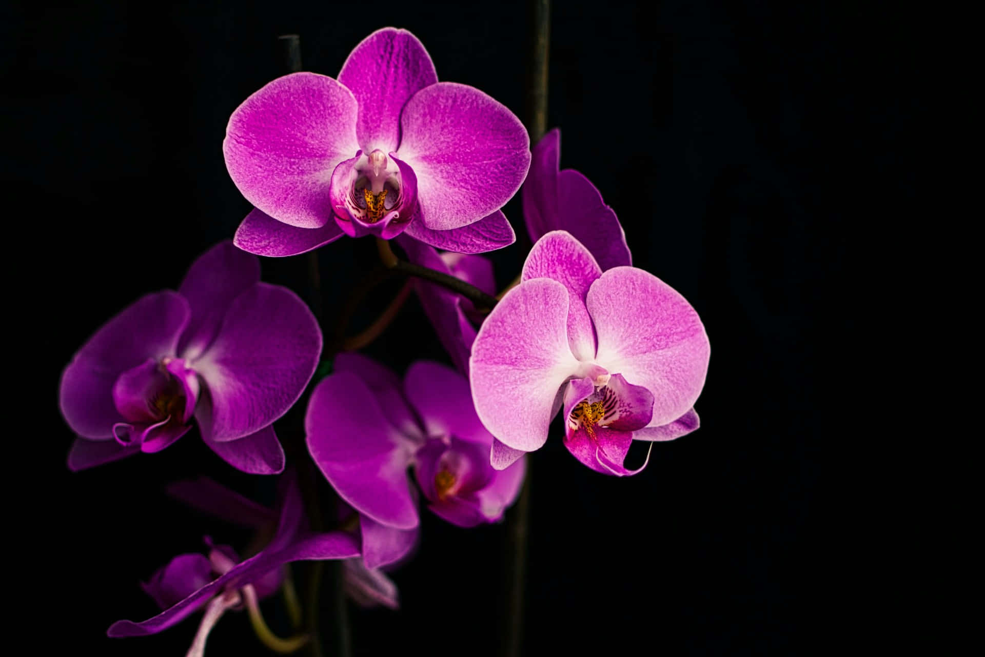 vibrant purple orchids, black background, delicate petals, Full HD Desktop Wallpaper