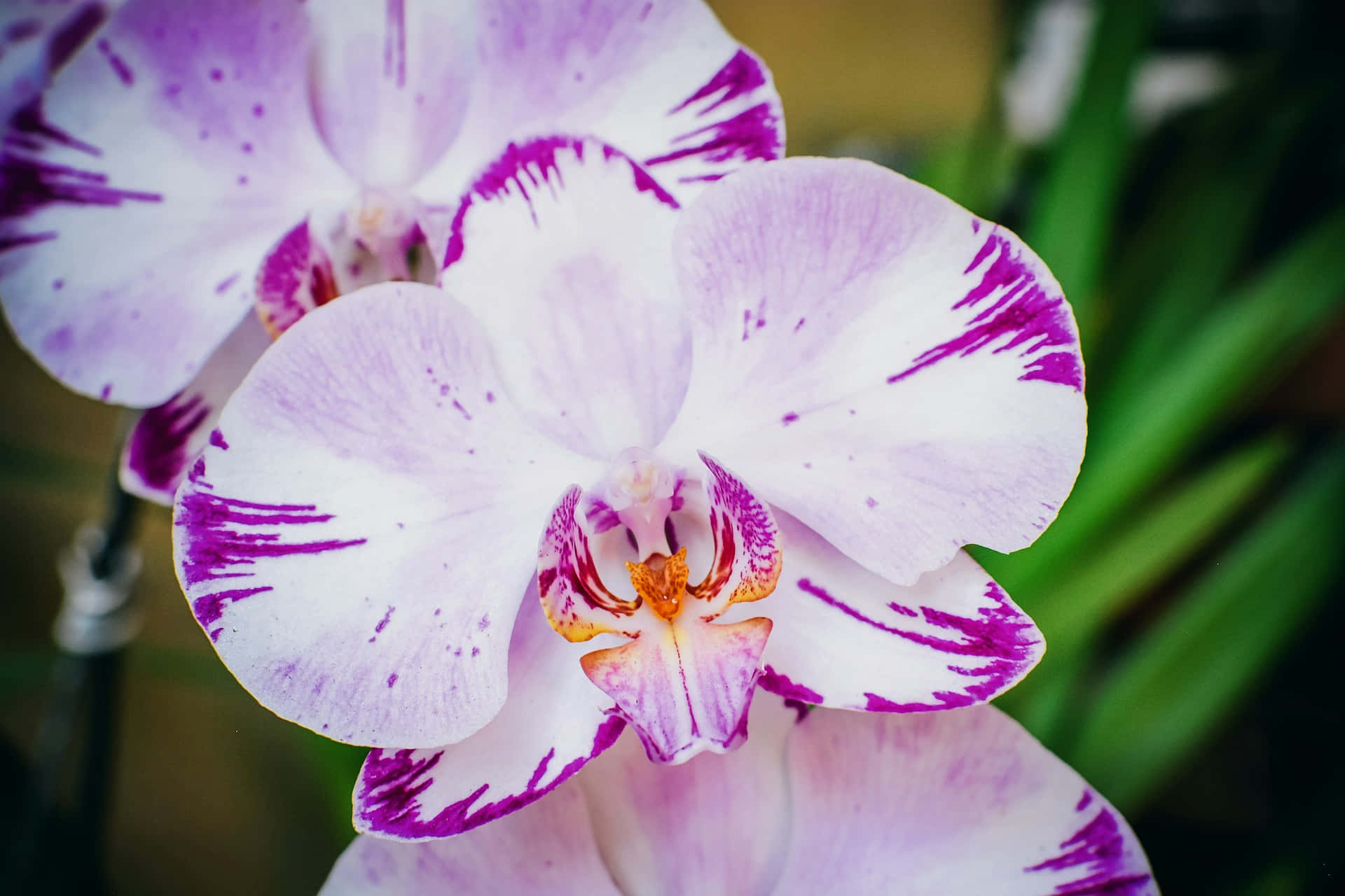 white orchid, vibrant purple streaks, speckles, Full HD Desktop Wallpaper