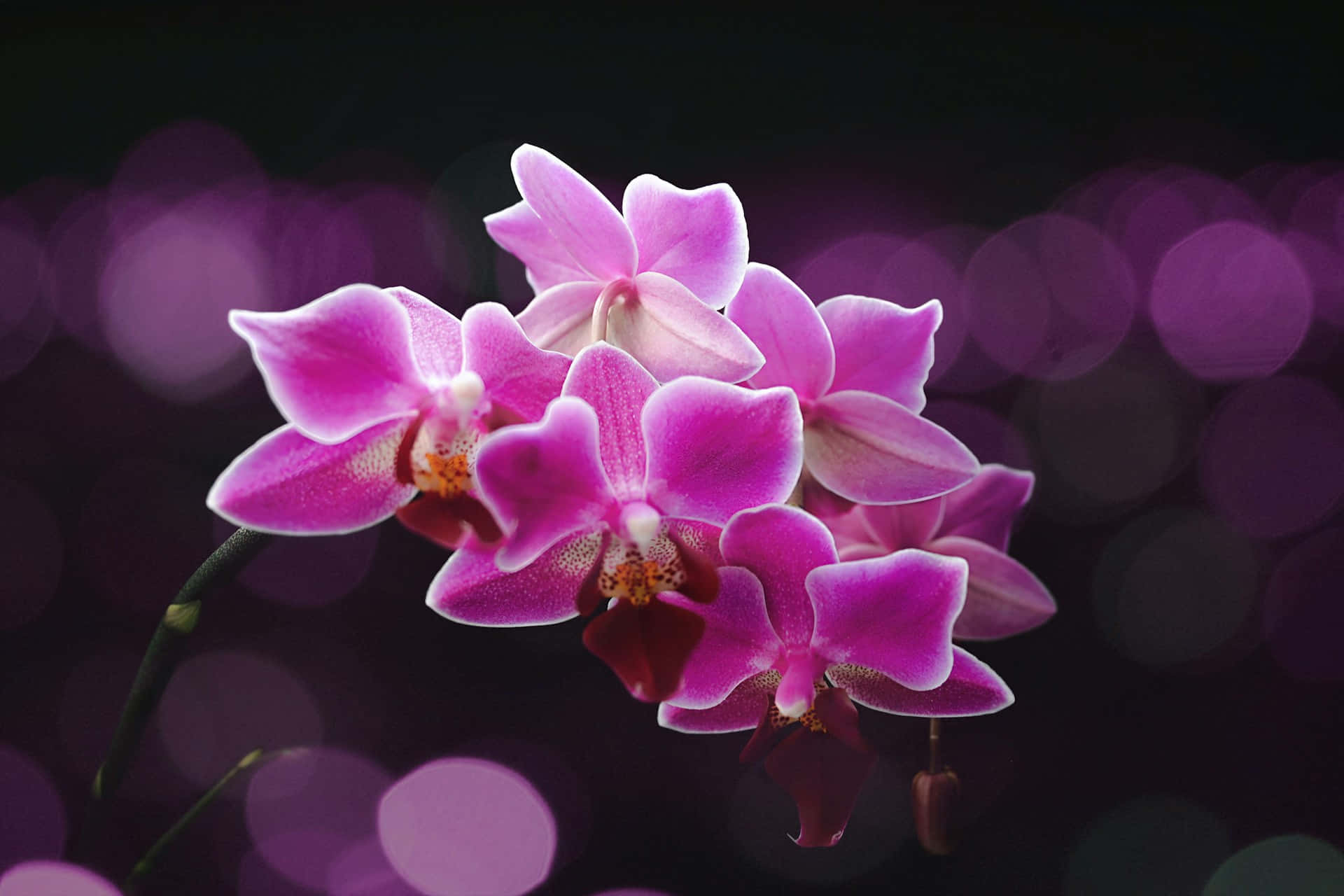 vibrant pink orchids, dreamy purple bokeh background, orchids, Full HD Desktop Wallpaper