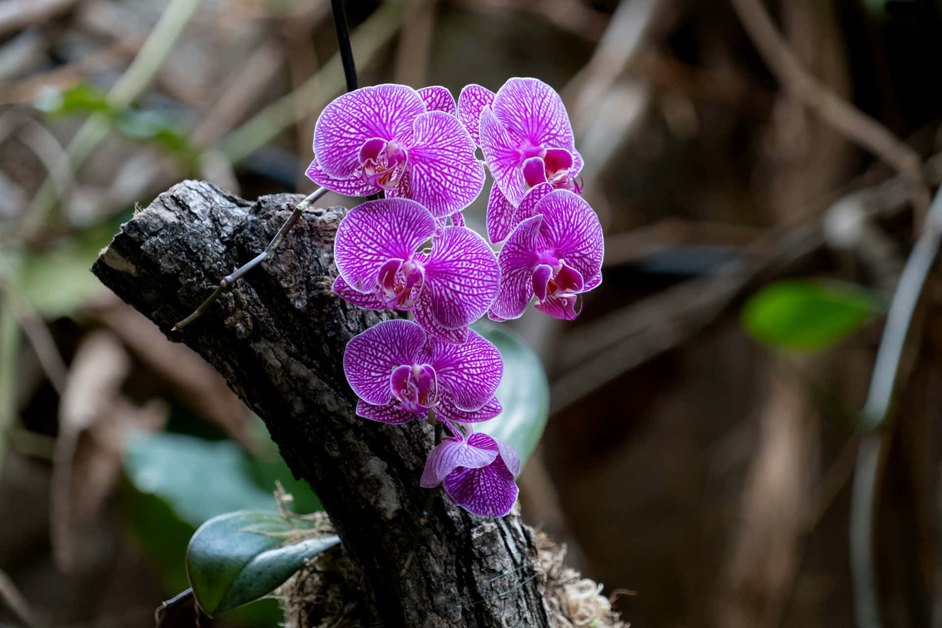 vibrant purple orchids, weathered tree branch, soft blurred forest background, Full HD Desktop Wallpaper