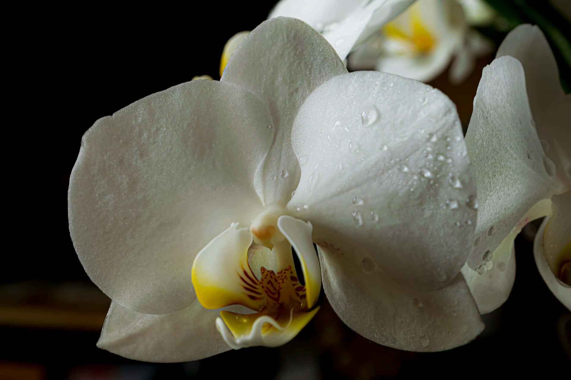 white orchid, yellow center, dew drops, Full HD Desktop Wallpaper