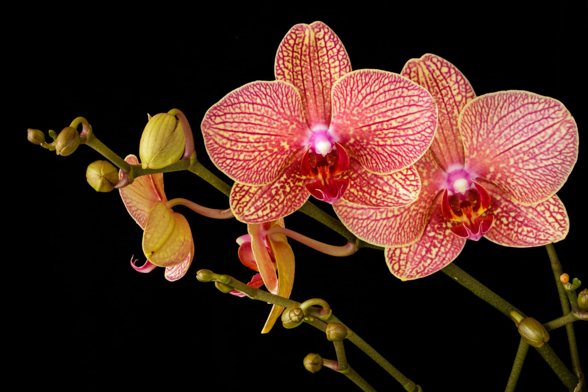 vibrant pink and yellow orchids, intricate veining, stark black background, Full HD Desktop Wallpaper