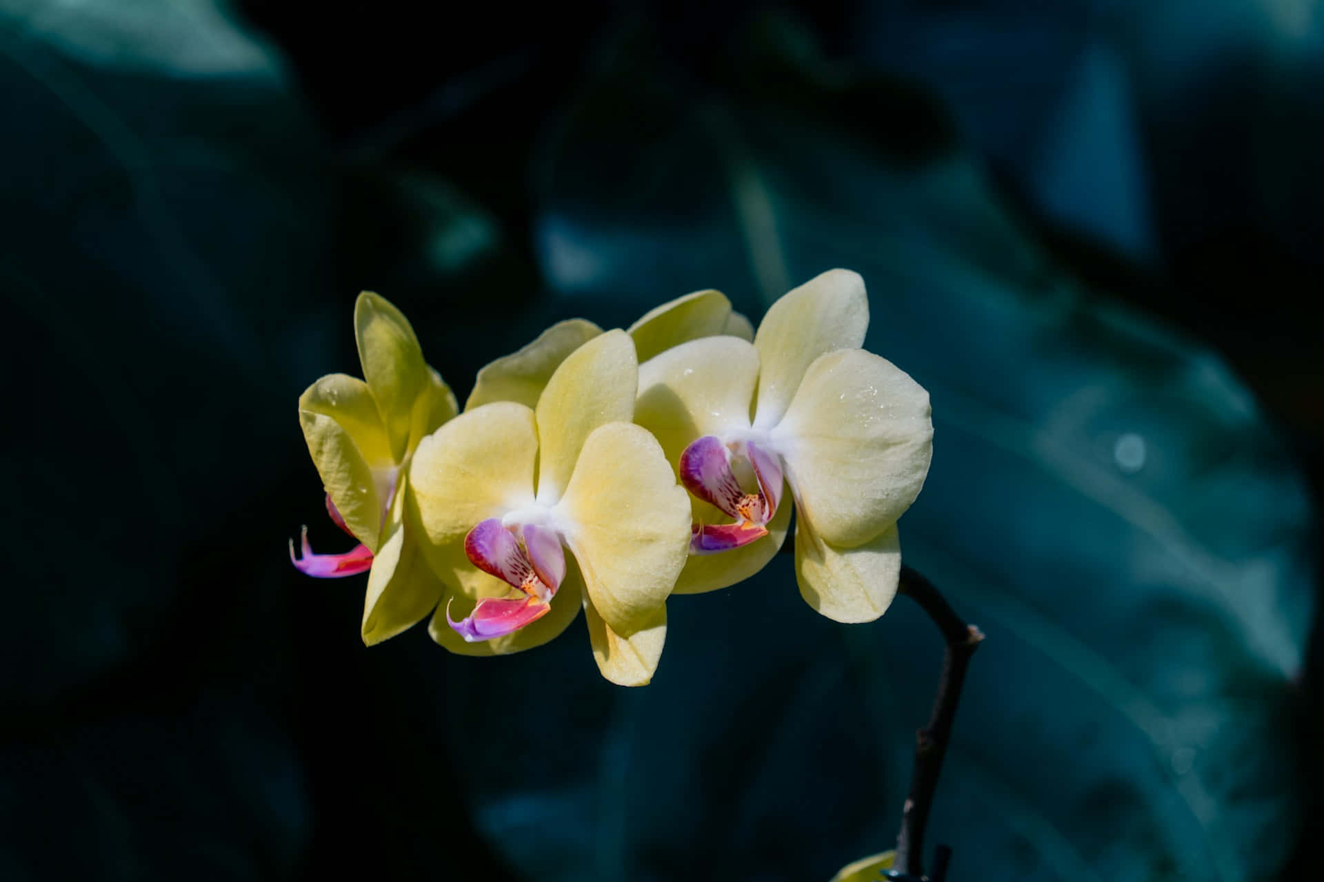 yellow orchid, dark teal blurred leafy background, pale yellow orchids, Full HD Desktop Wallpaper