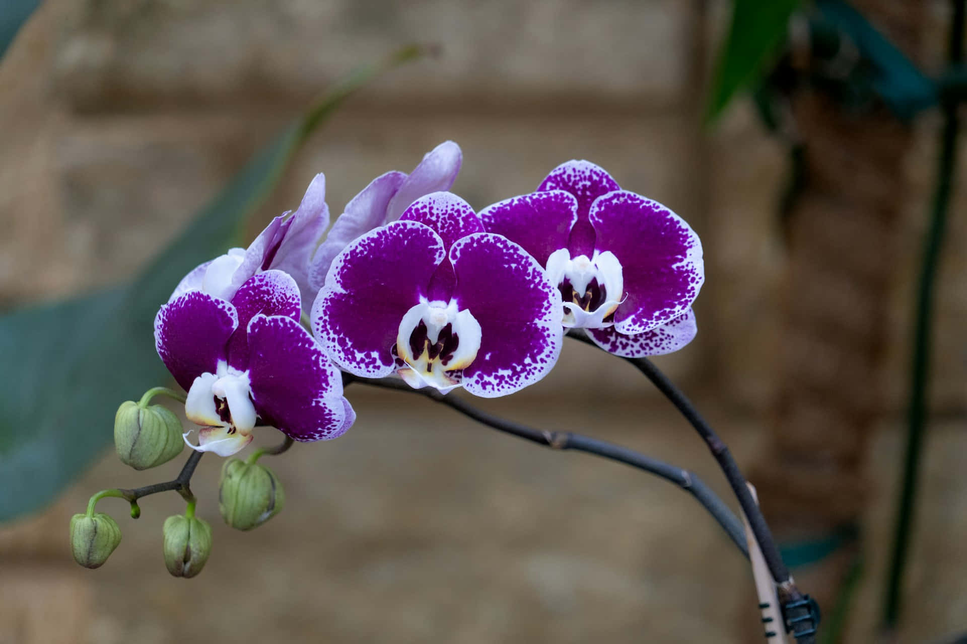 vibrant purple orchids, white speckled petals, soft blurred stone wall background, Full HD Desktop Wallpaper