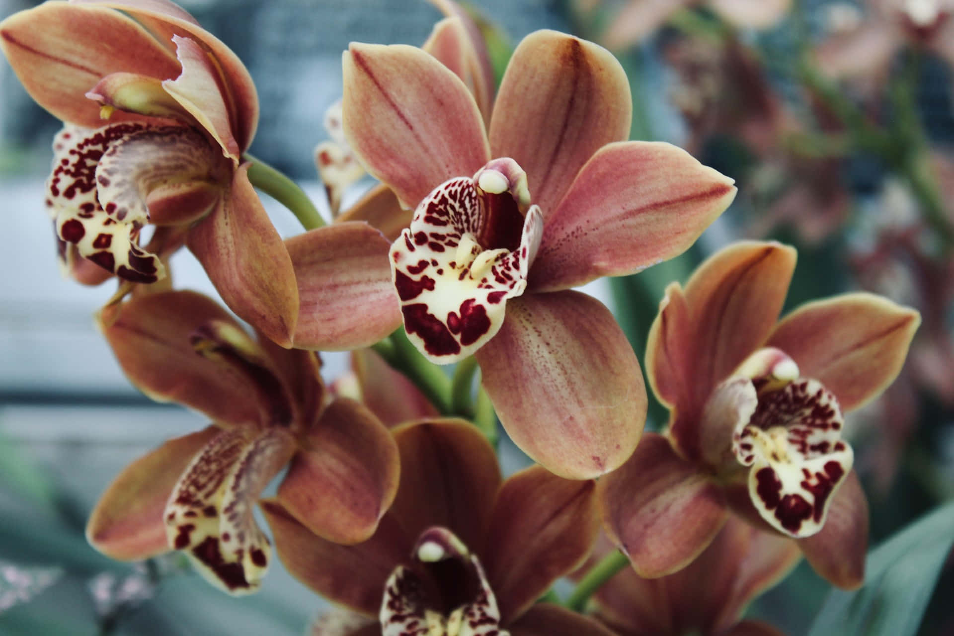 exotic brown orchids, pinkish-brown orchids, speckled white and maroon centers, Full HD Desktop Wallpaper