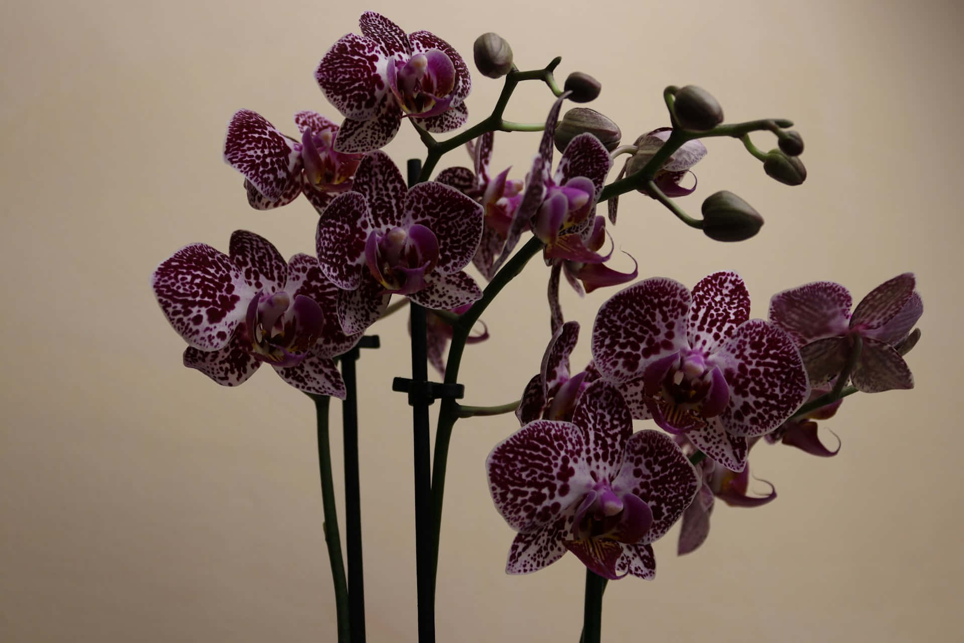 purple spotted orchids, elegant purple and white spotted orchids, soft beige wall, Full HD Desktop Wallpaper