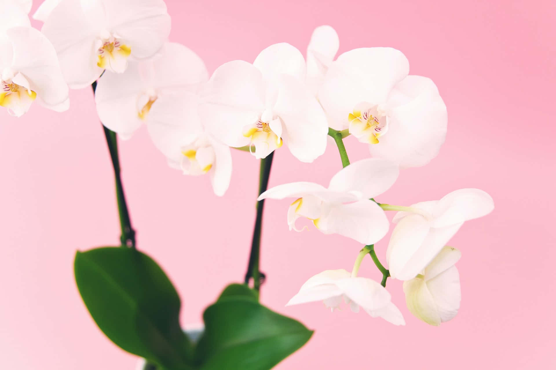 white orchid blooms, yellow centers, green stems, Full HD Desktop Wallpaper