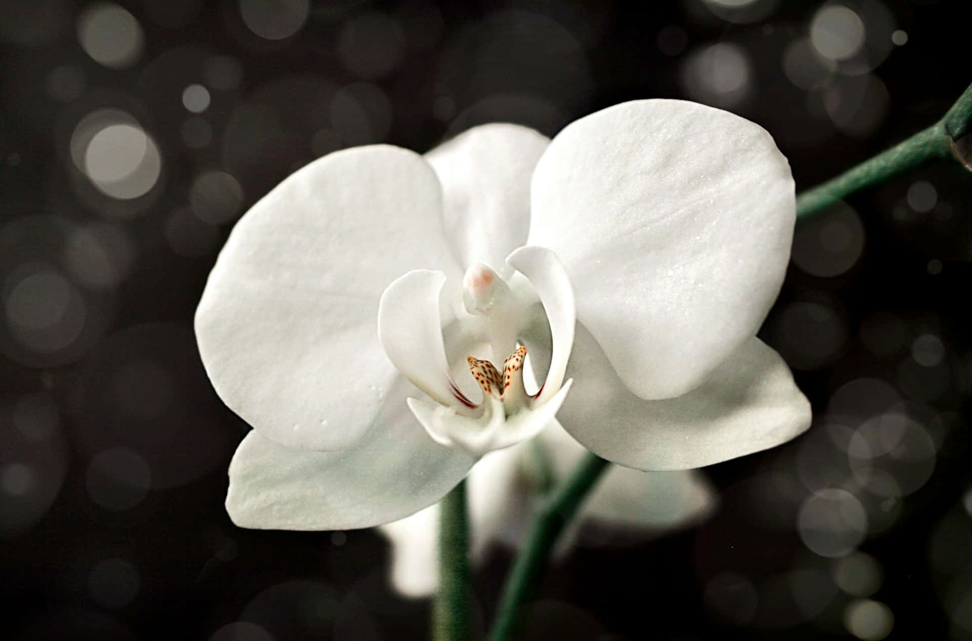white orchid, dark backdrop, soft glowing bokeh circles, Full HD Desktop Wallpaper