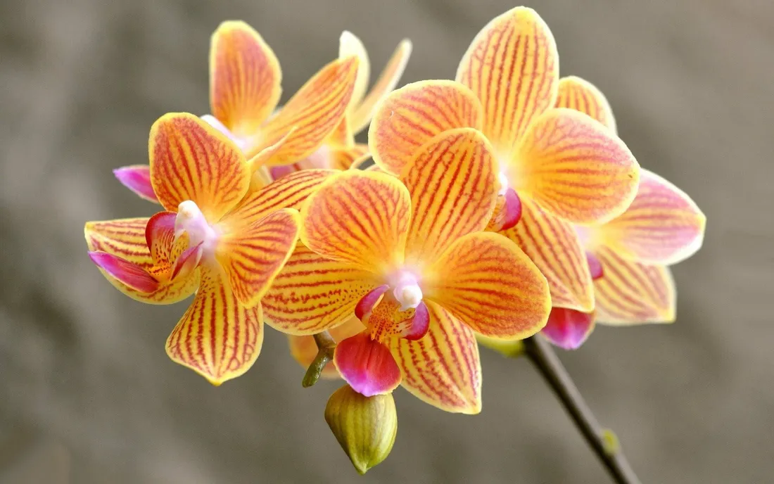 Orchids