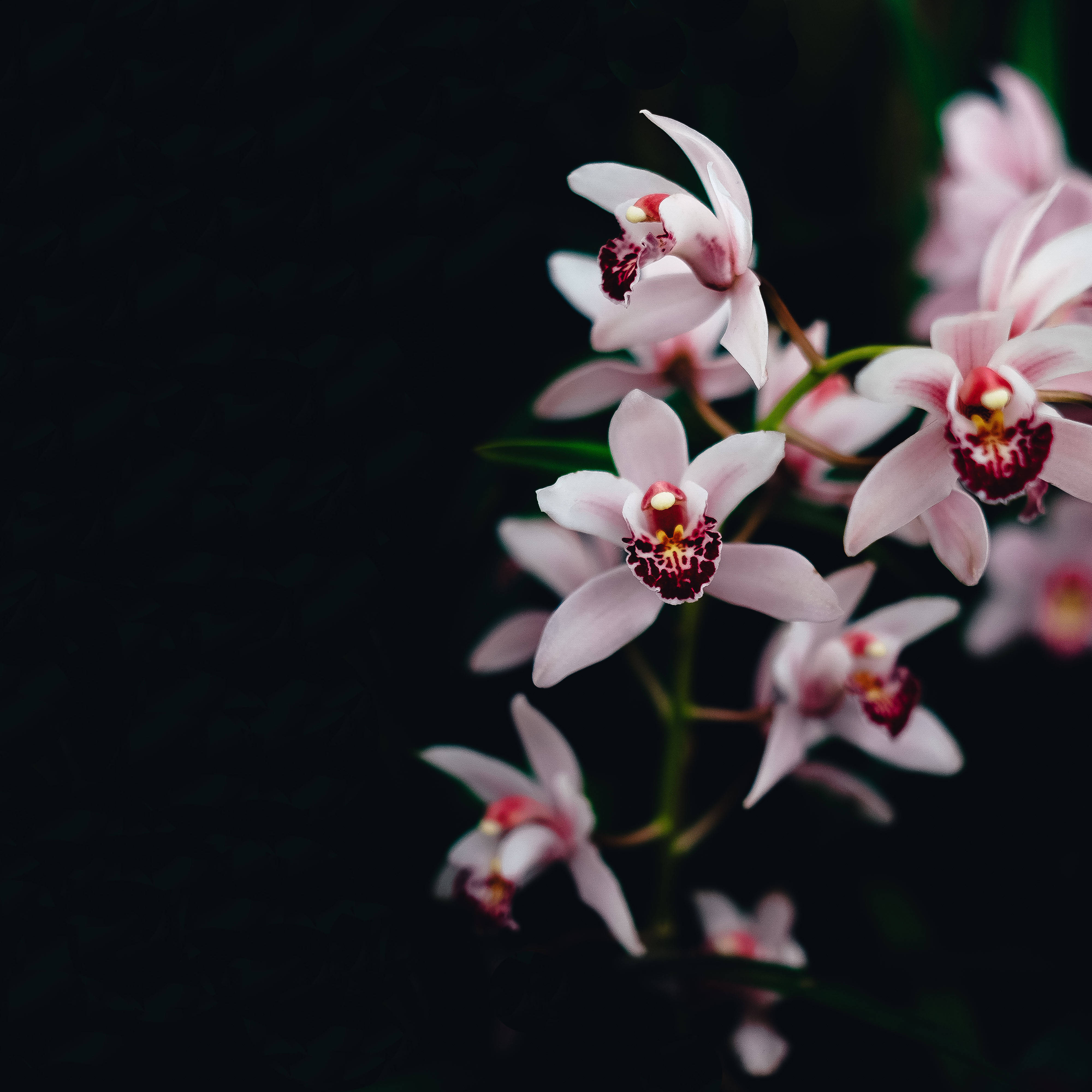 star shaped orchids, pink orchids, deep maroon centers, 4K Desktop Wallpaper