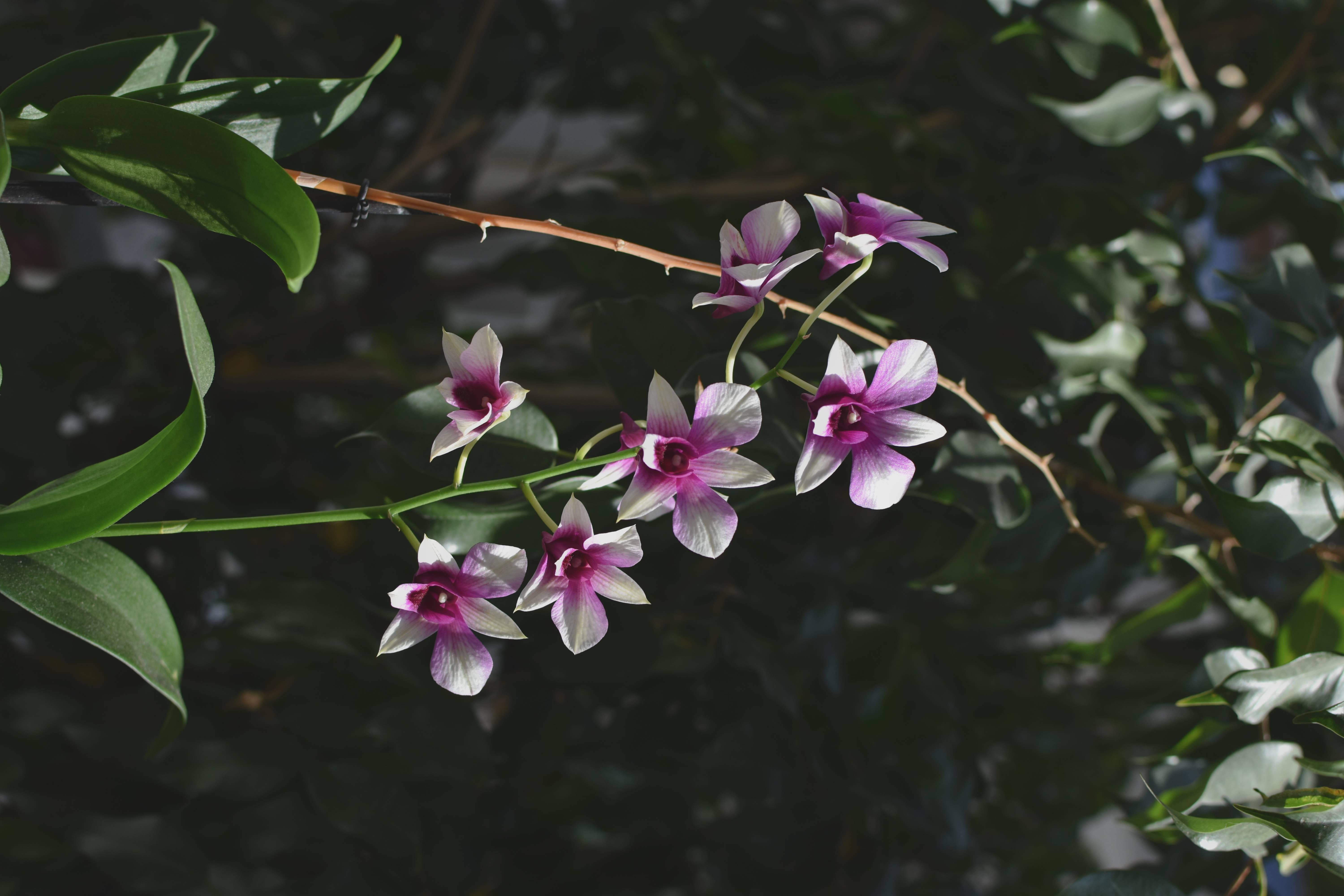 purple and white orchids, slender stem, lush green leaves, 5K Desktop Wallpaper