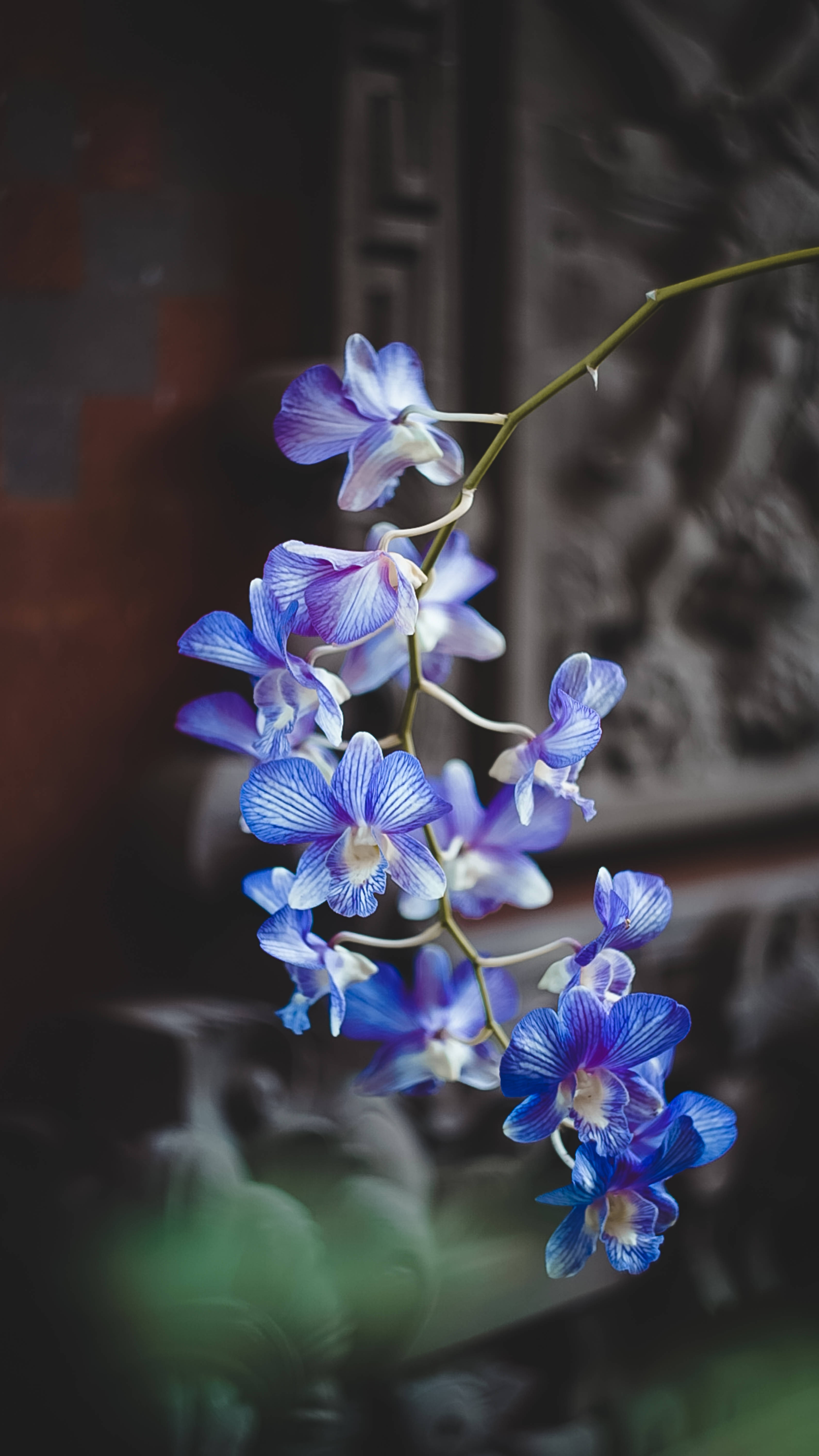 blue moth orchids, vivid blue orchids, ornate architectural backdrop, 5K Phone Wallpaper