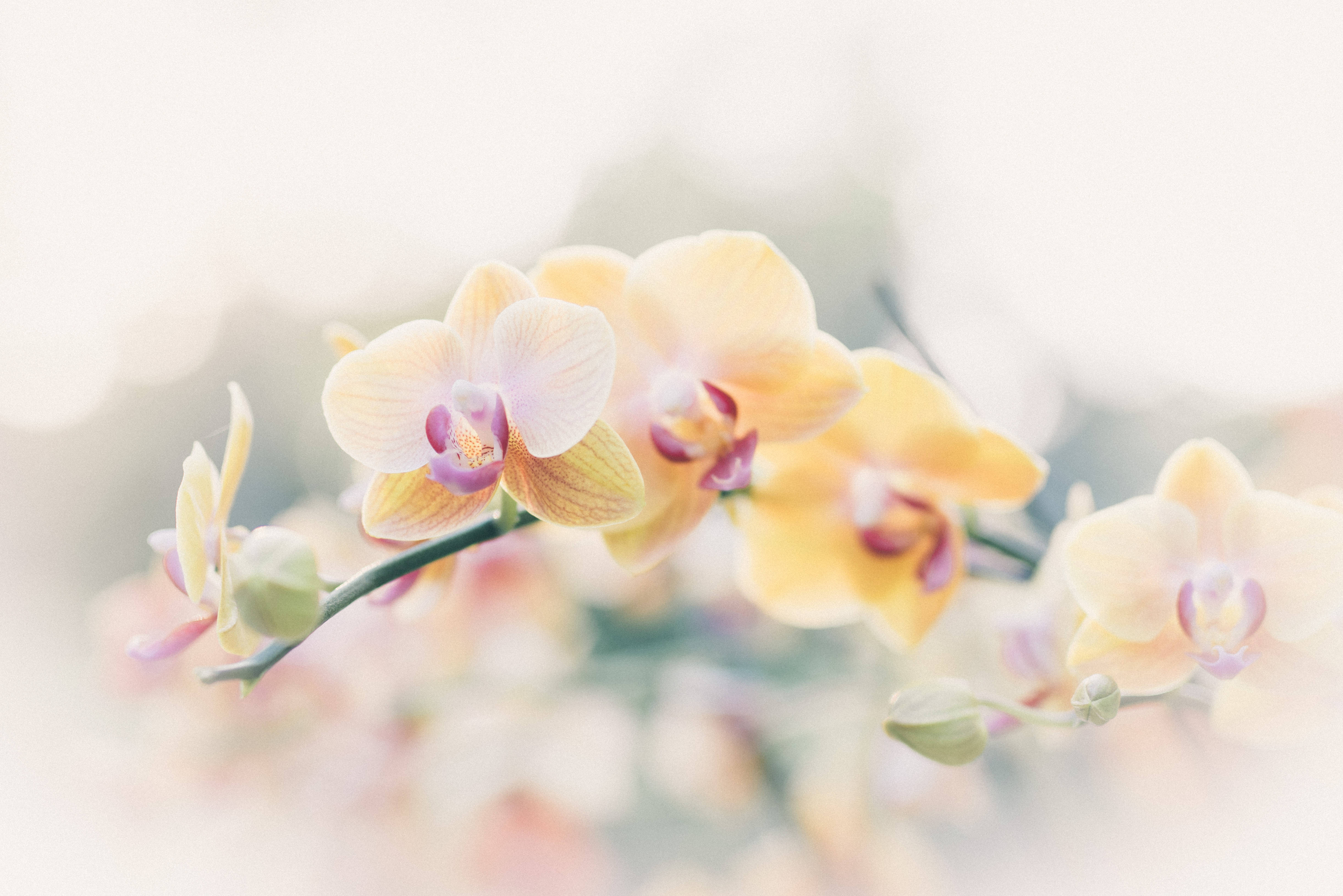 yellow orchids, soft yellow orchids, dreamy blurred background, 4K Desktop Wallpaper