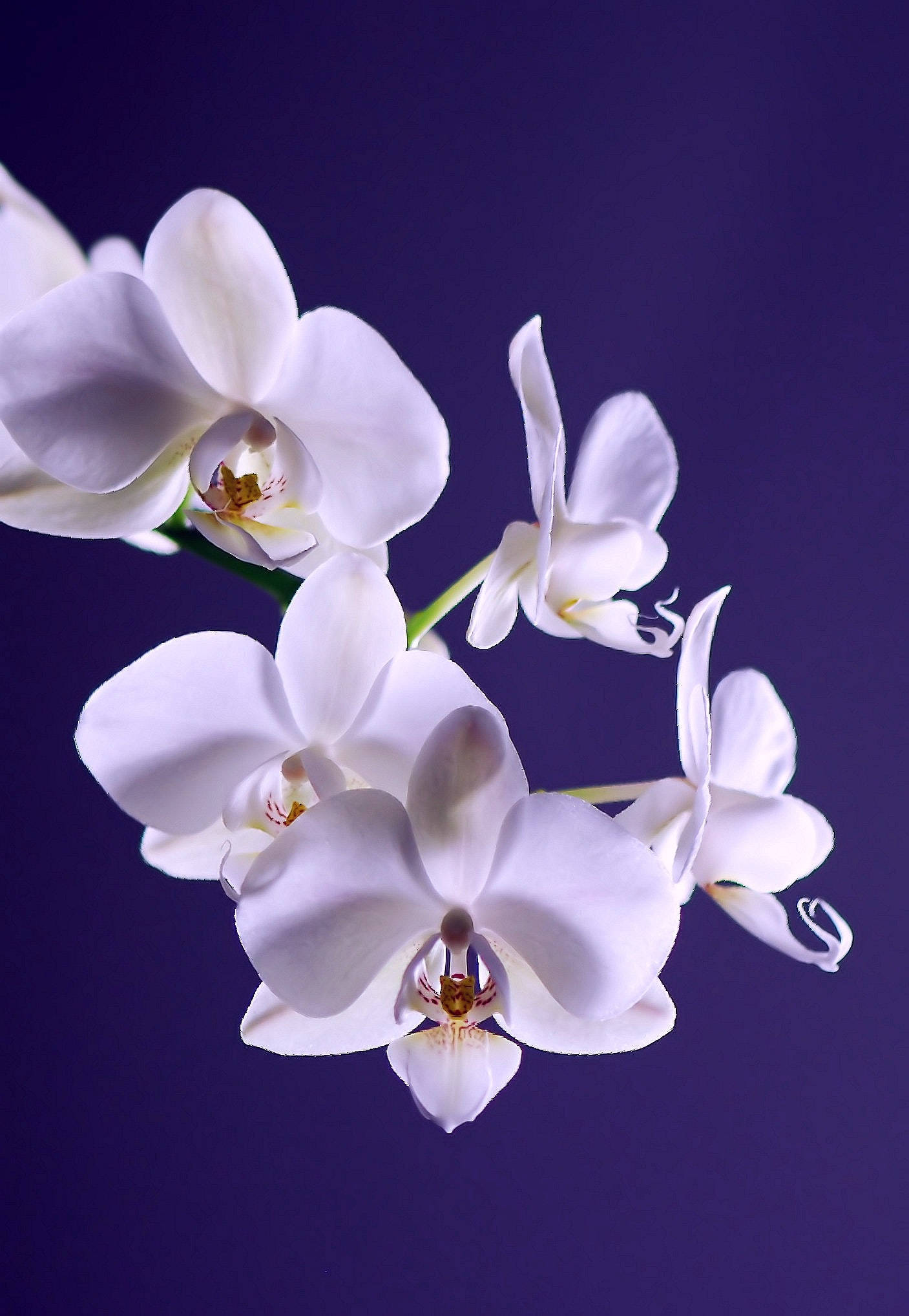 elegant white orchid flowers, rich purple backdrop, studio shot, Full HD Phone Wallpaper